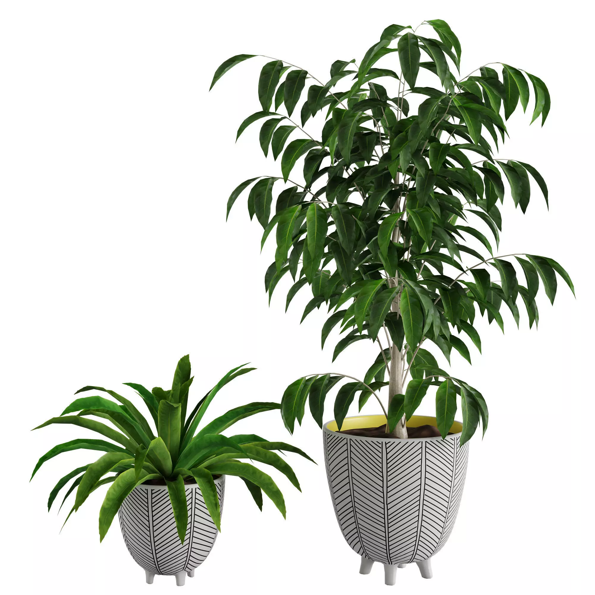 Ficus Plant and Yucca Palm in Handpainted Cachepots  Herringbone 3D model_0