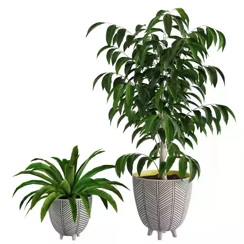 Ficus Plant and Yucca Palm in Handpainted Cachepots  Herringbone
