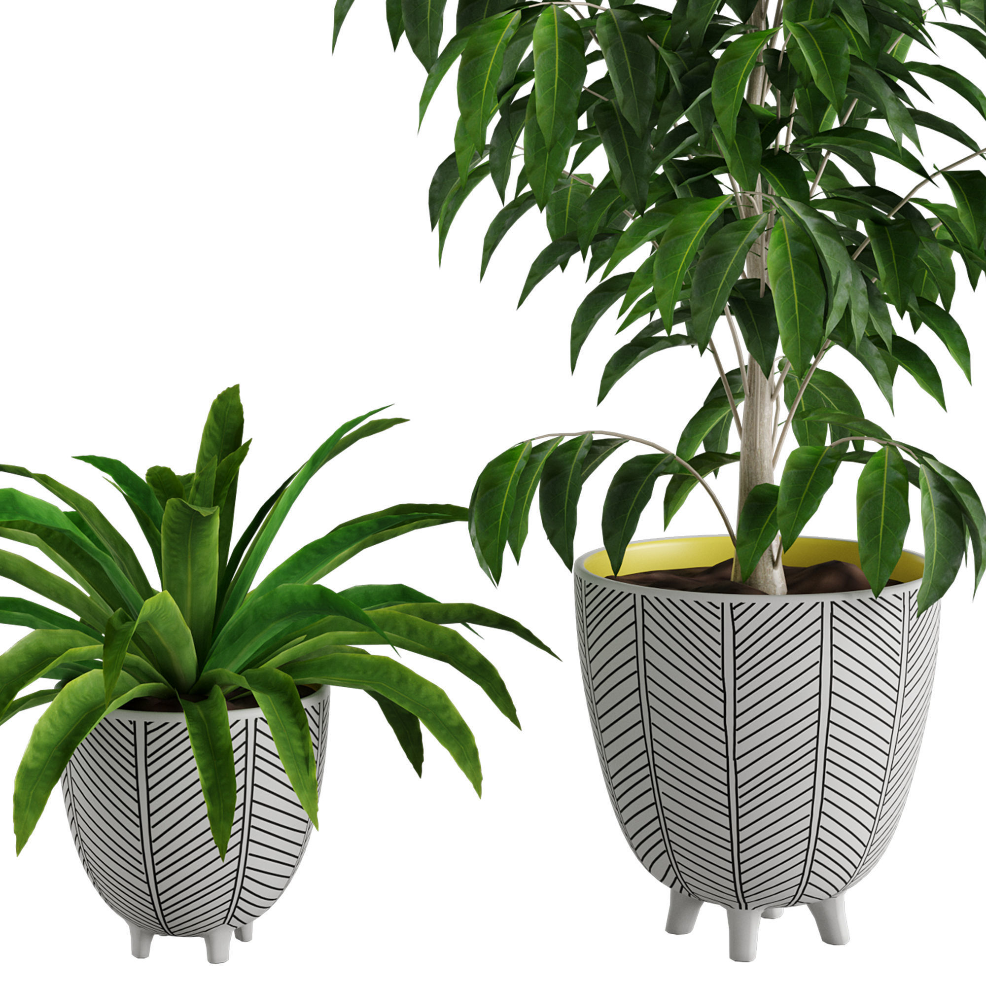 Ficus Plant and Yucca Palm in Handpainted Cachepots  Herringbone 3D model_2