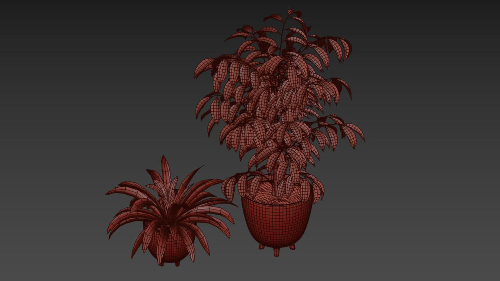 Ficus Plant and Yucca Palm in Handpainted Cachepots  Herringbone 3D model_5