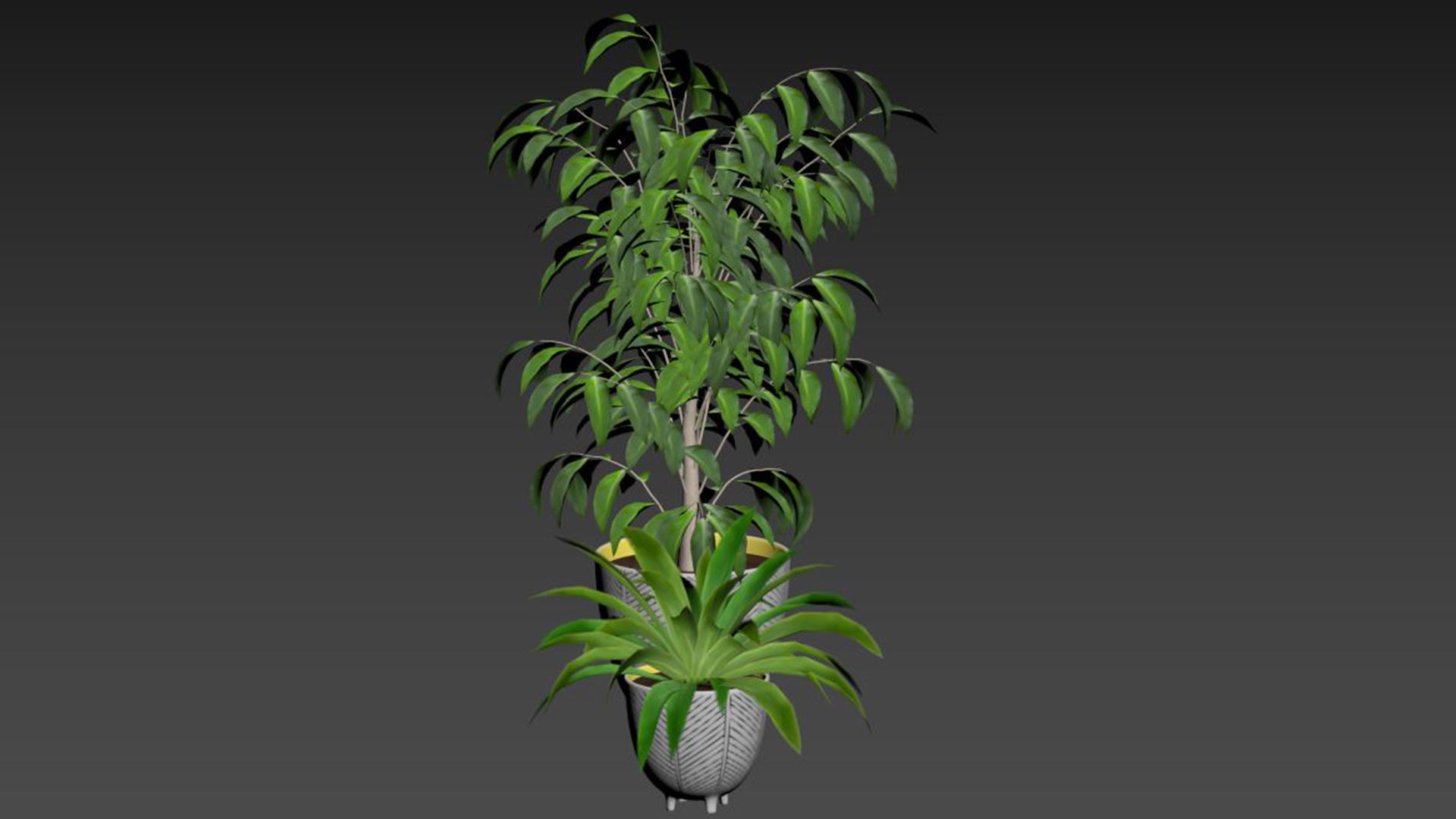 Ficus Plant and Yucca Palm in Handpainted Cachepots  Herringbone 3D model_6