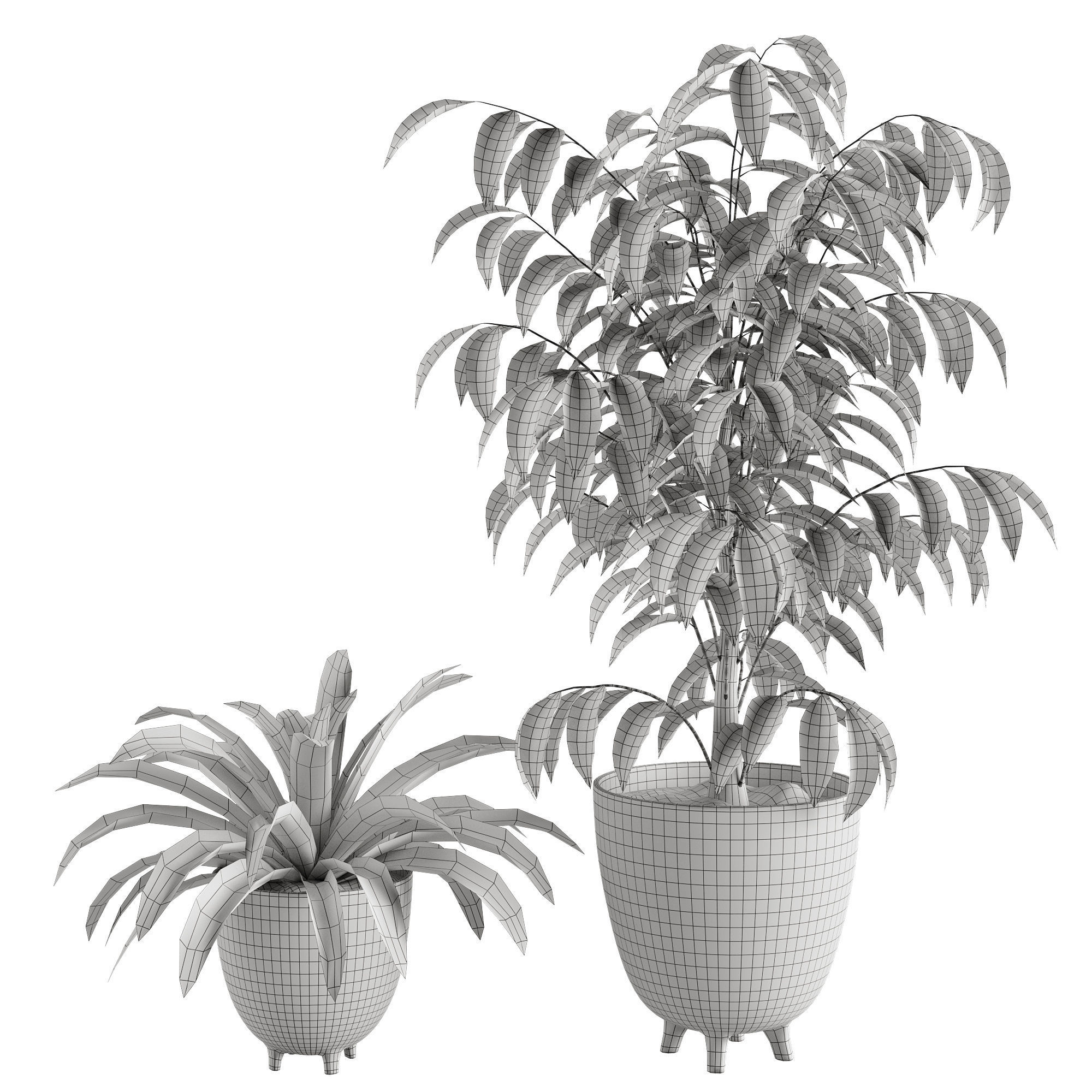 Ficus Plant and Yucca Palm in Handpainted Cachepots  Herringbone 3D model_3
