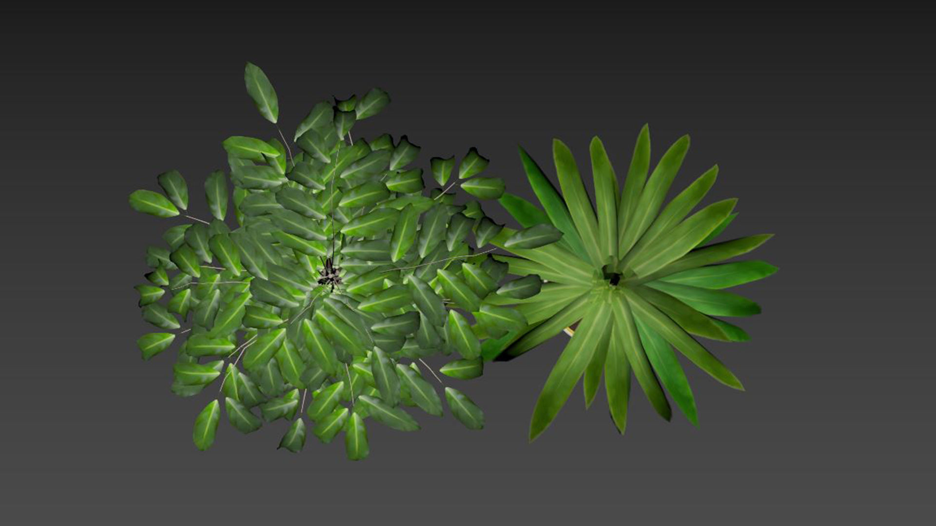 Ficus Plant and Yucca Palm in Handpainted Cachepots  Herringbone 3D model_7