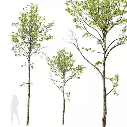 Plants Acer Pseudoplatanus03 3D model