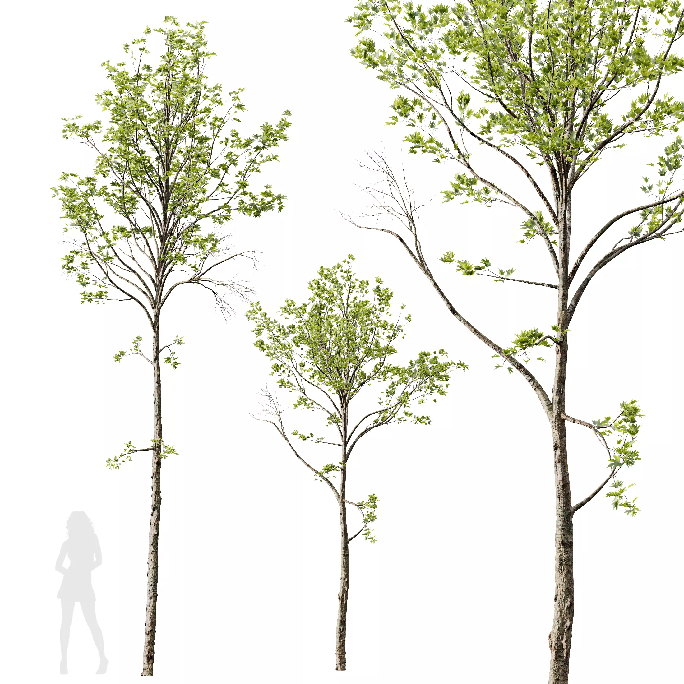Plants Acer Pseudoplatanus03 3D model_0