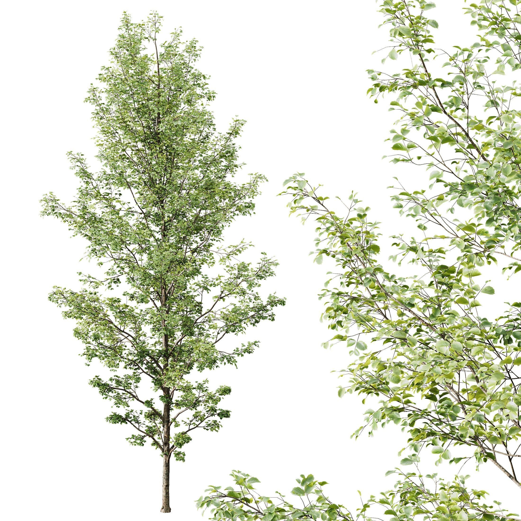 HQ Plants Alnus Glutinosa03 3D model_2