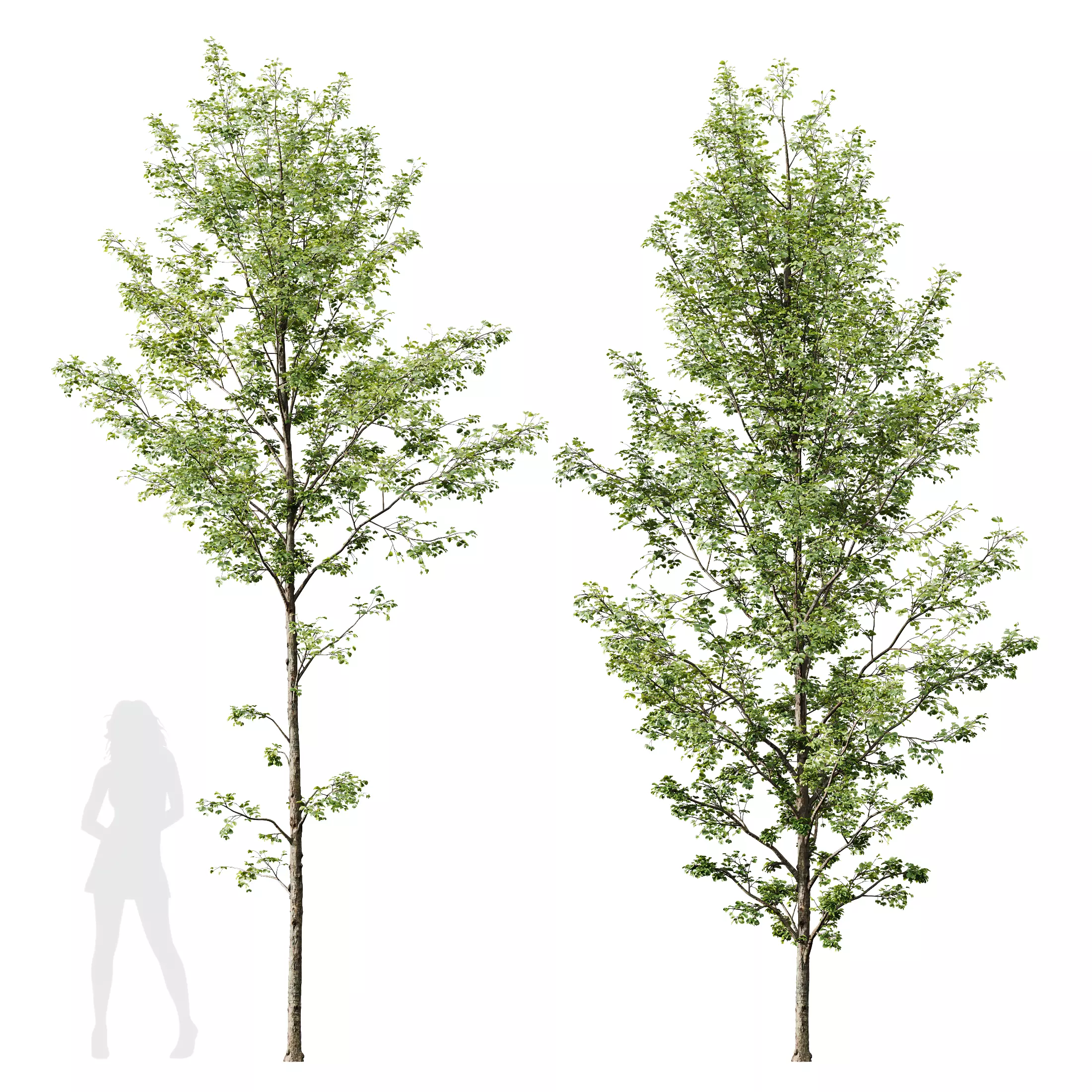 HQ Plants Alnus Glutinosa03 3D model_0