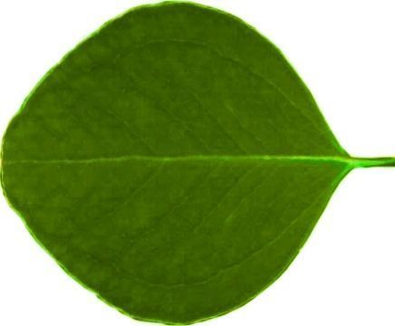 Dining Room Scene Free 3D model_13