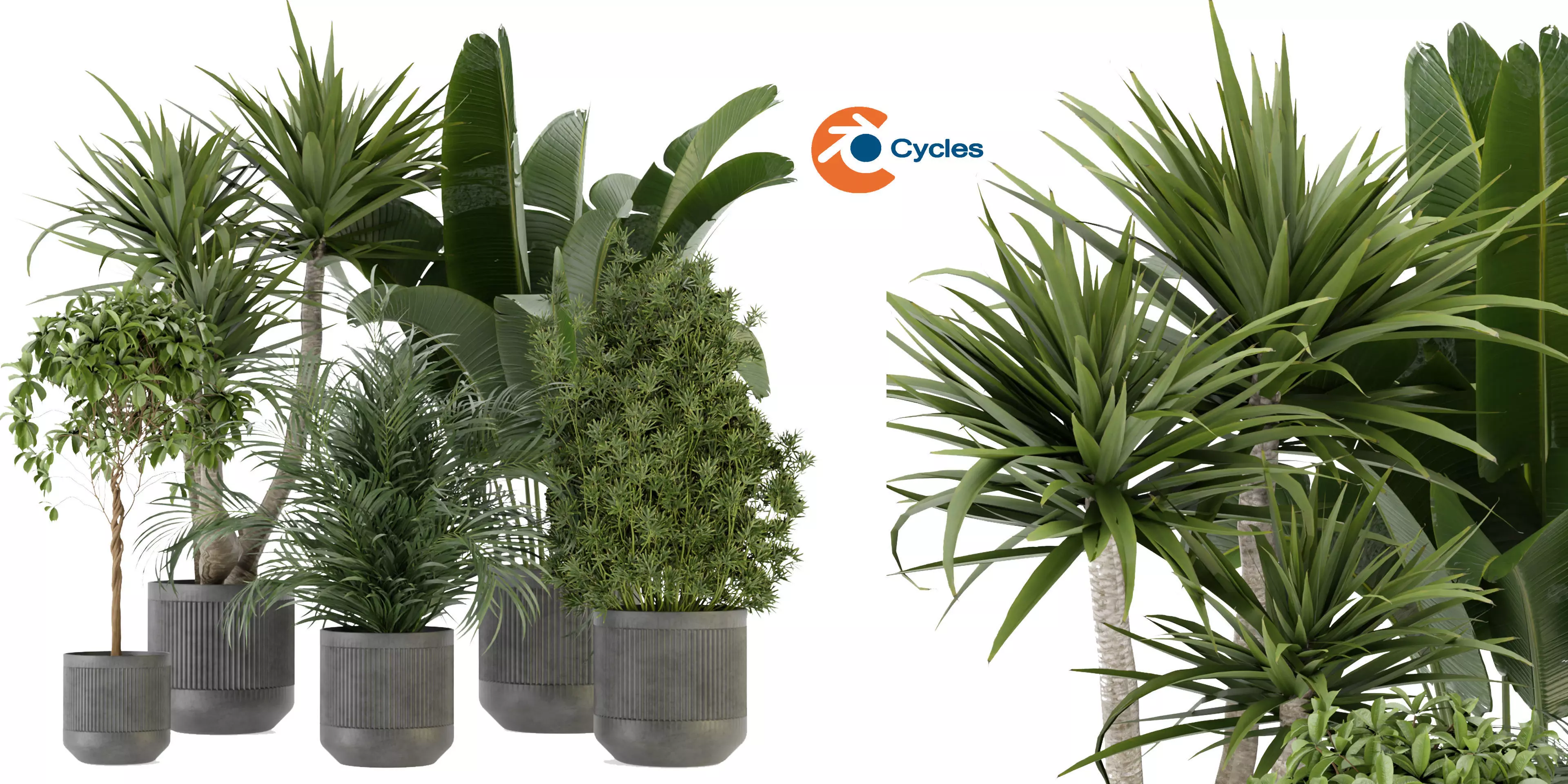 Collection plant vol 330 - blender model  3D model_0