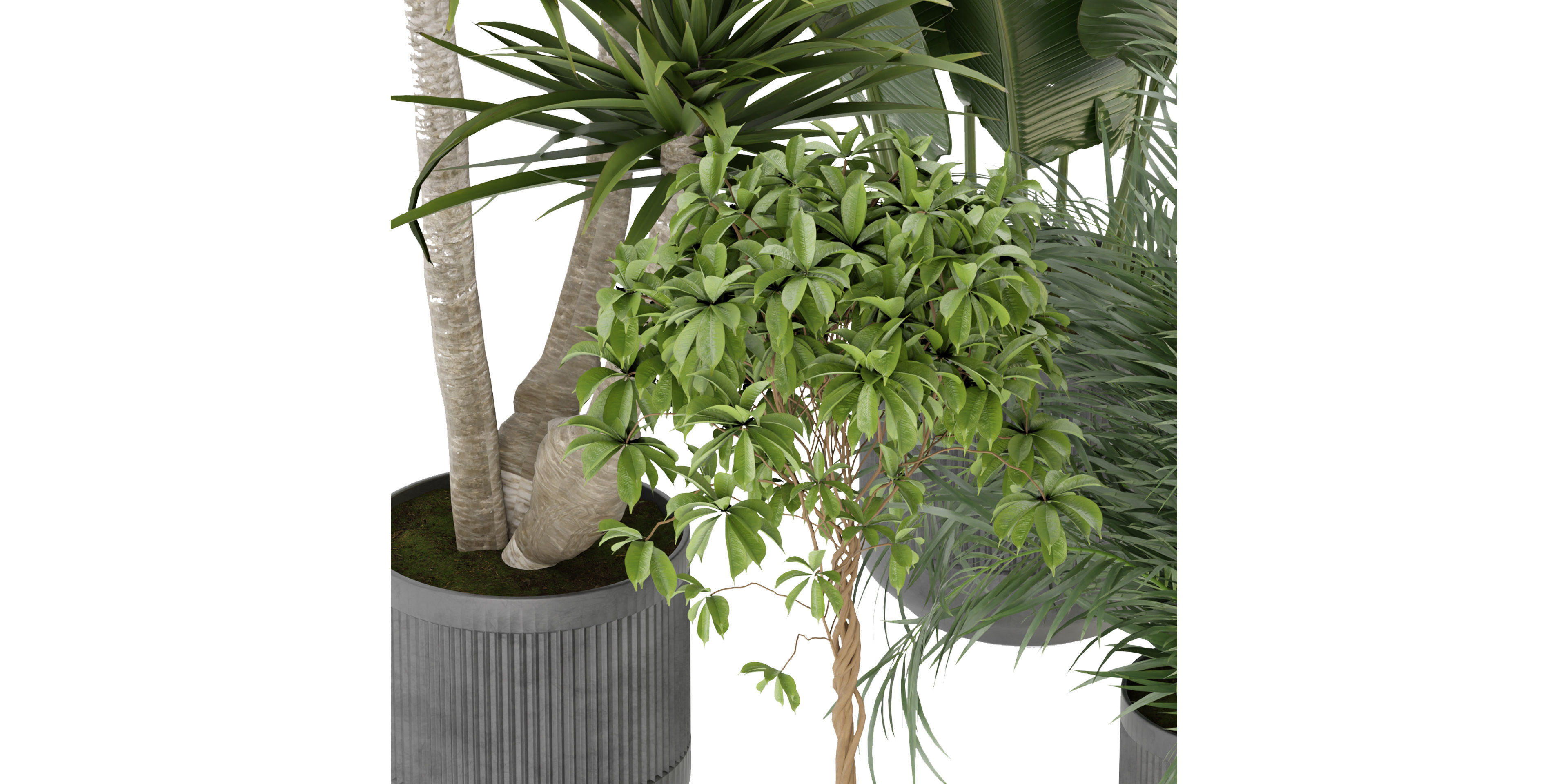 Collection plant vol 330 - blender model  3D model_5