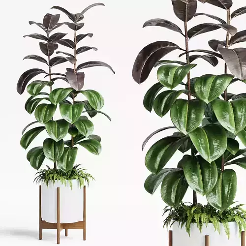  Indoor Plants 19-Ficus