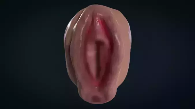 Vagina Pussy 3D model