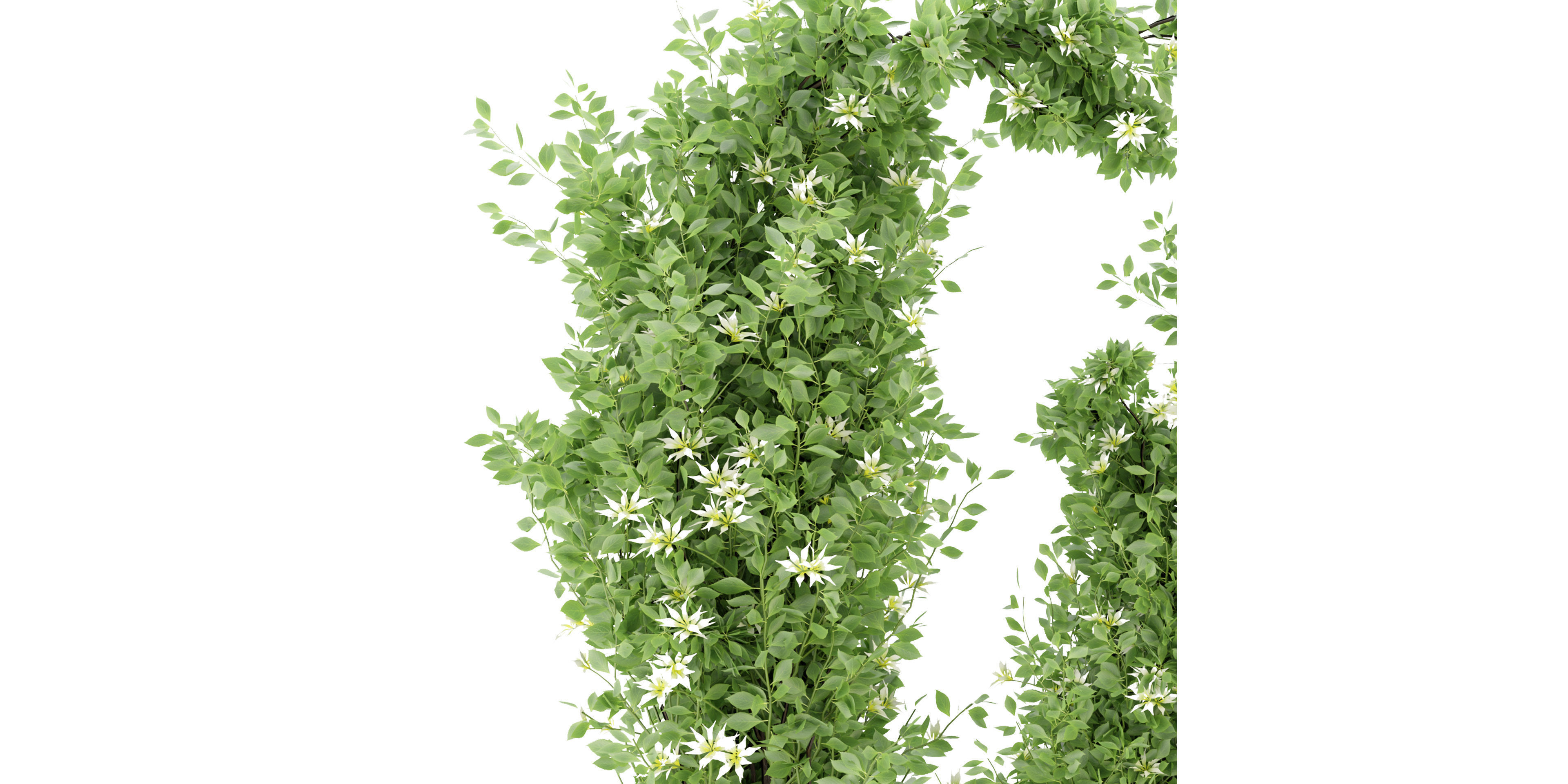 Collection plant vol 337 - blender model  3D model_3