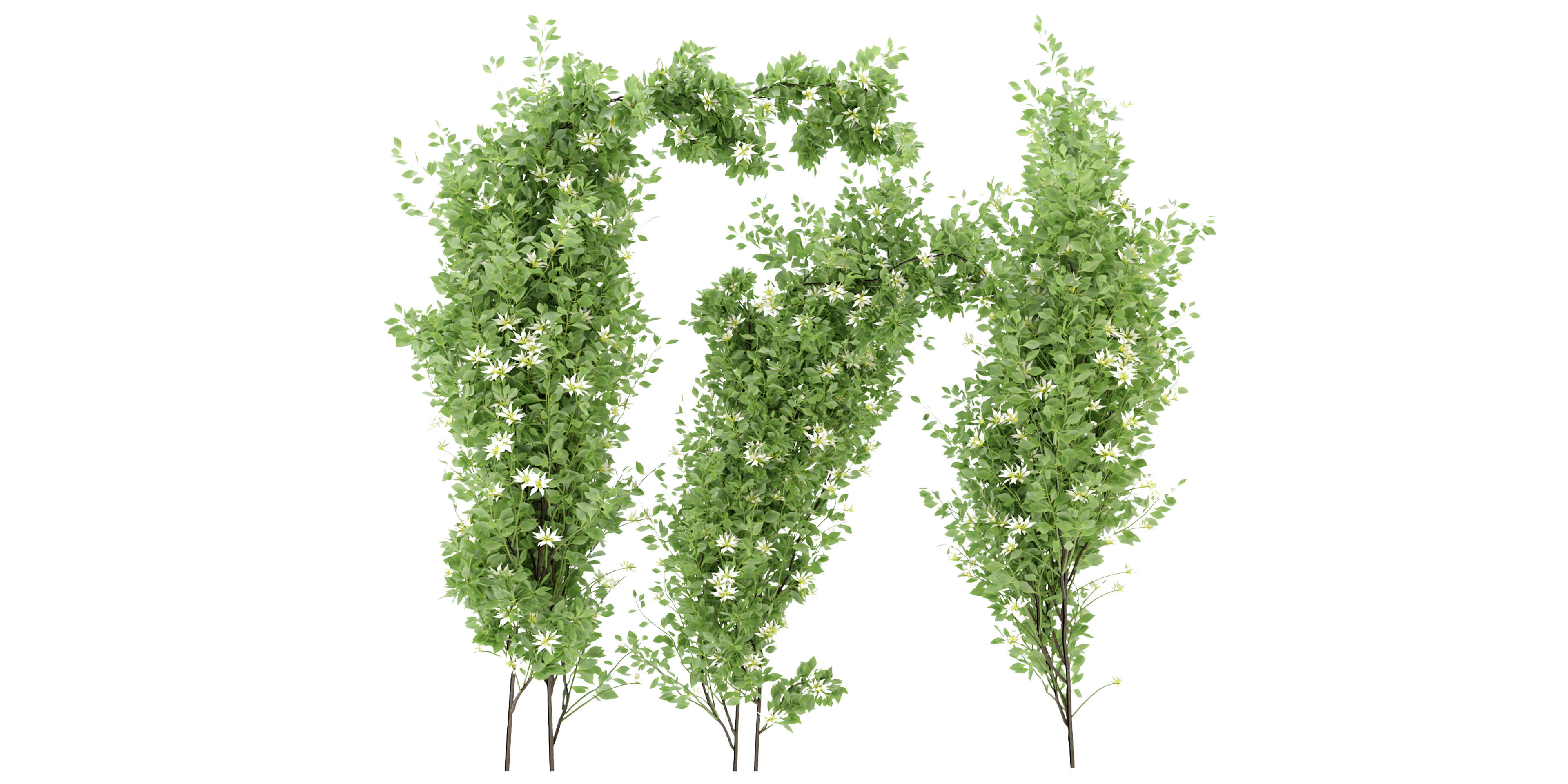 Collection plant vol 337 - blender model  3D model_1