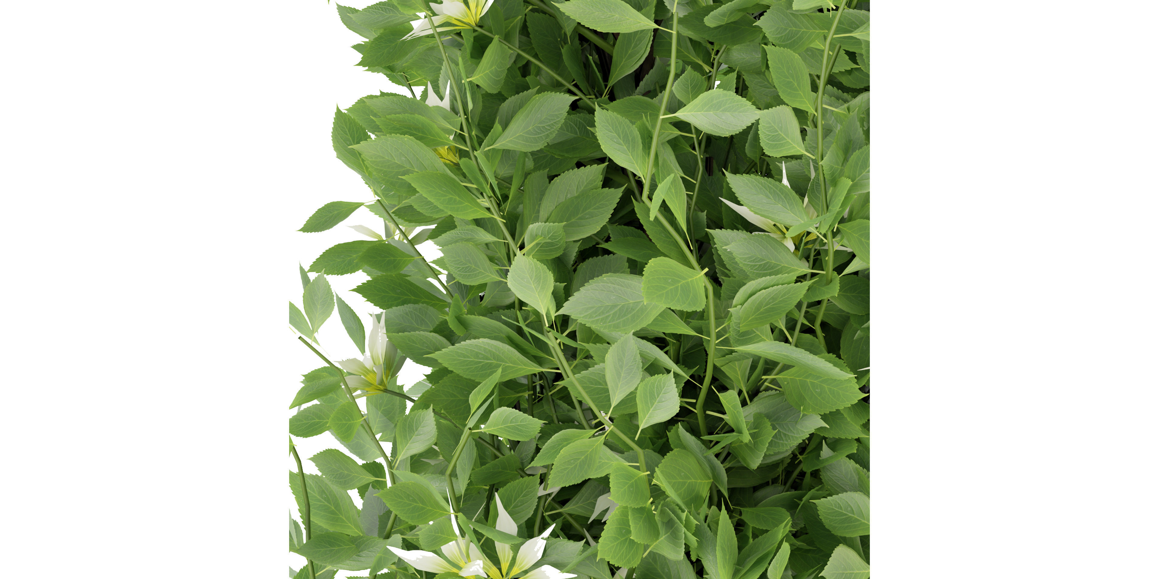 Collection plant vol 337 - blender model  3D model_5