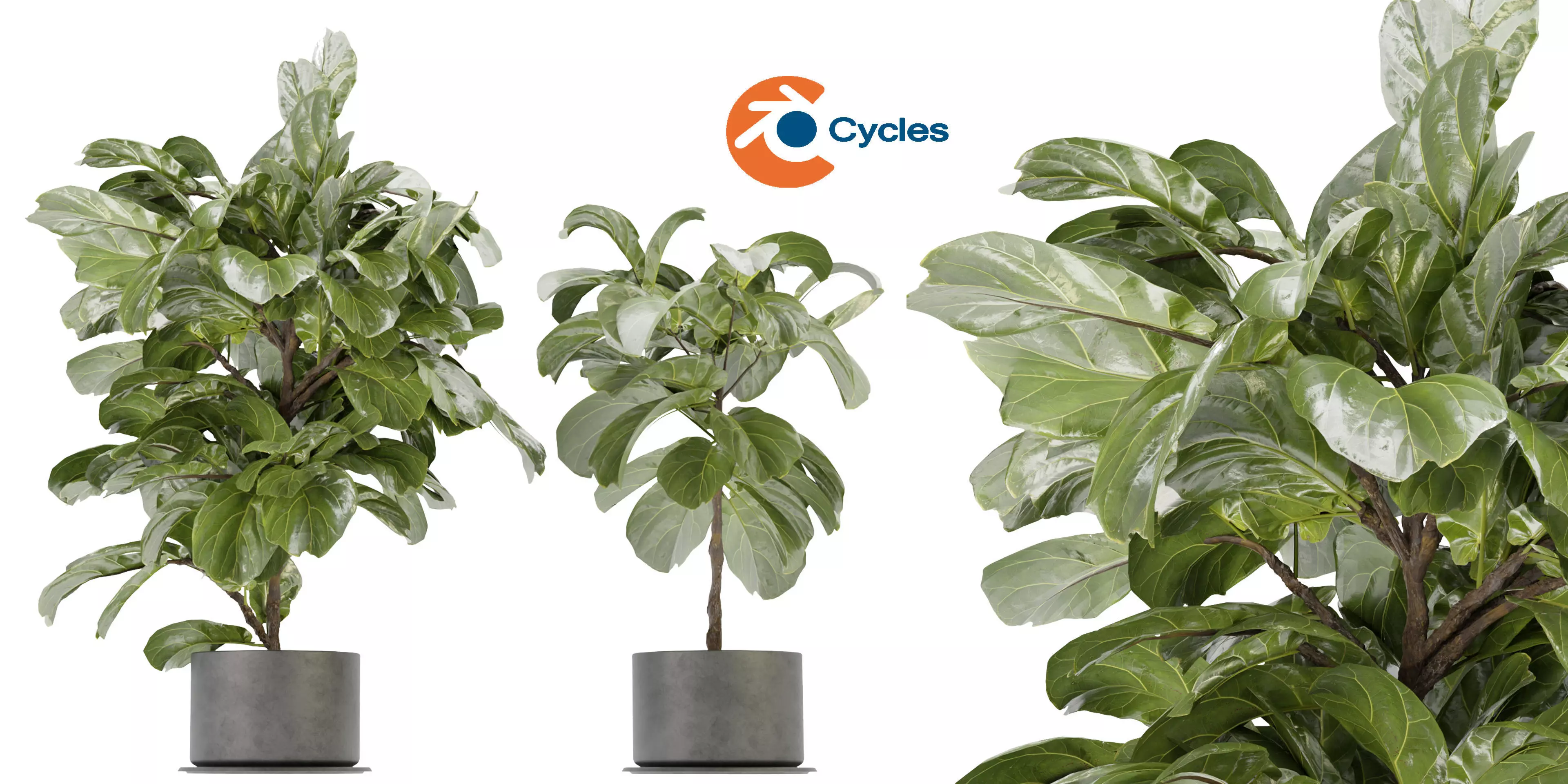 Collection plant vol 340  - blender model  3D model_0