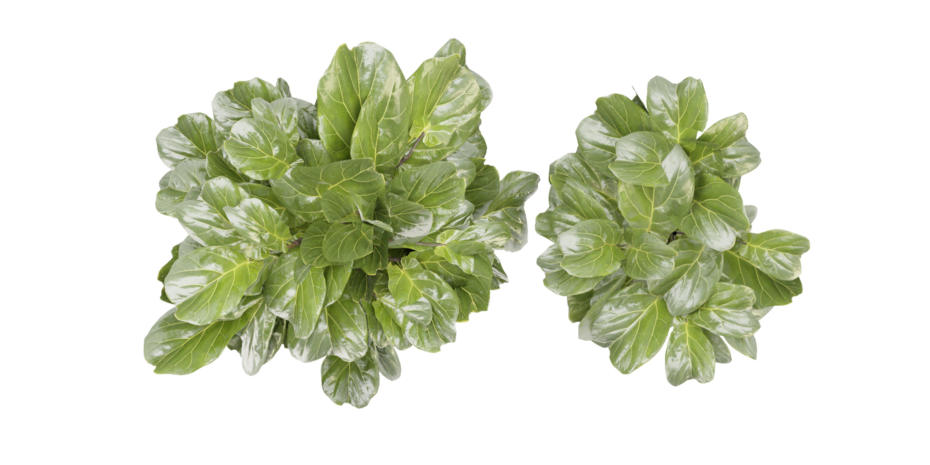 Collection plant vol 340  - blender model  3D model_5