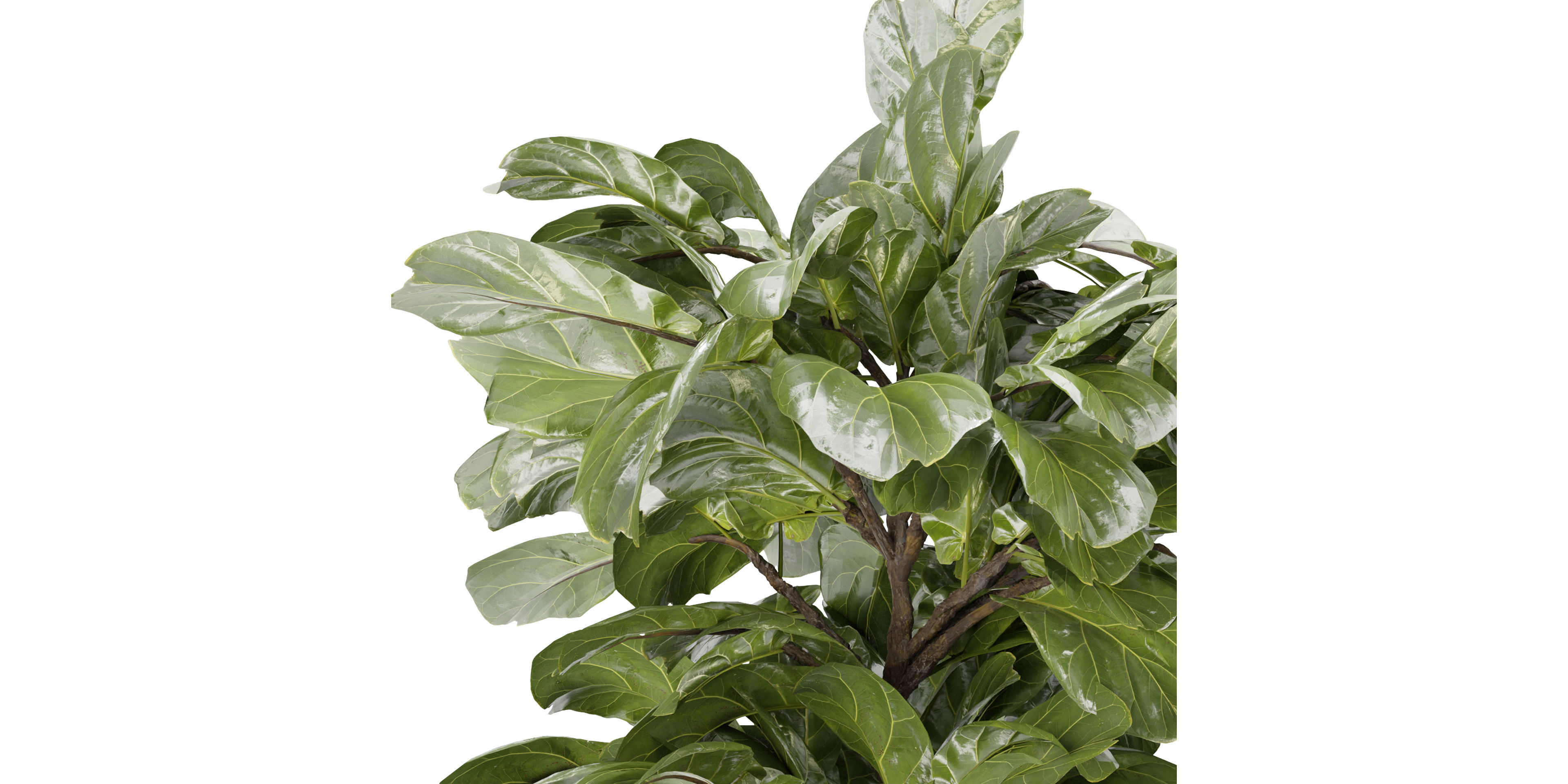 Collection plant vol 340  - blender model  3D model_2