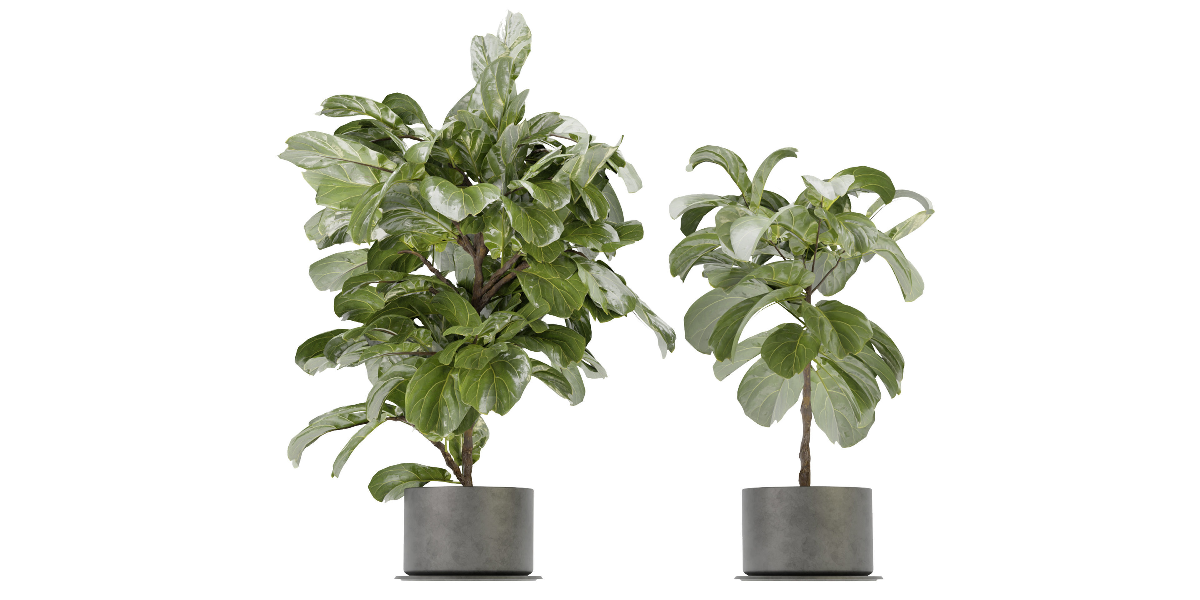 Collection plant vol 340  - blender model  3D model_1