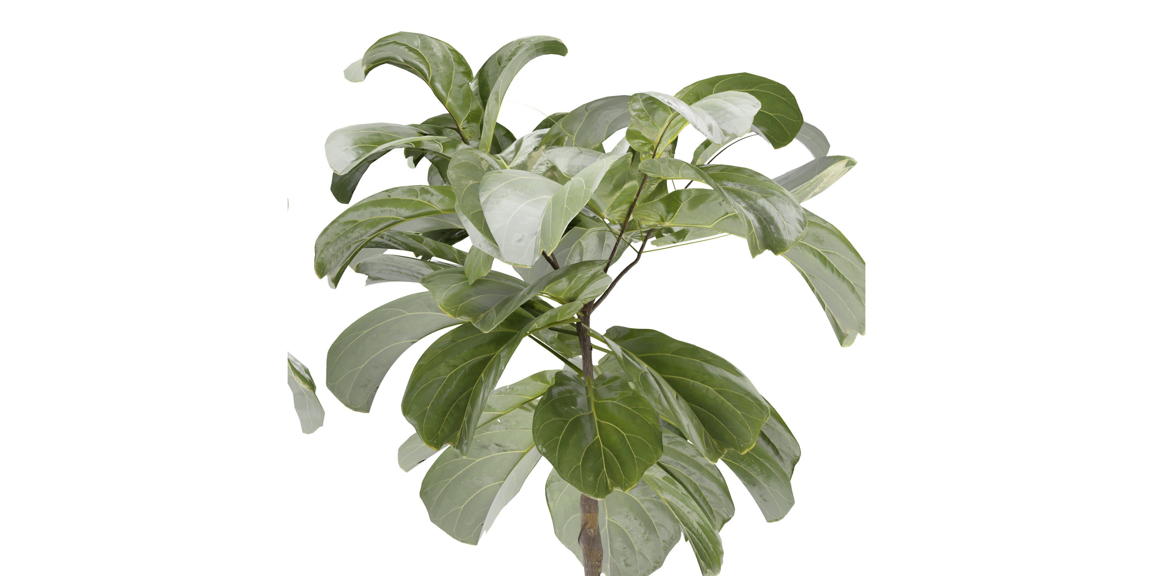 Collection plant vol 340  - blender model  3D model_3