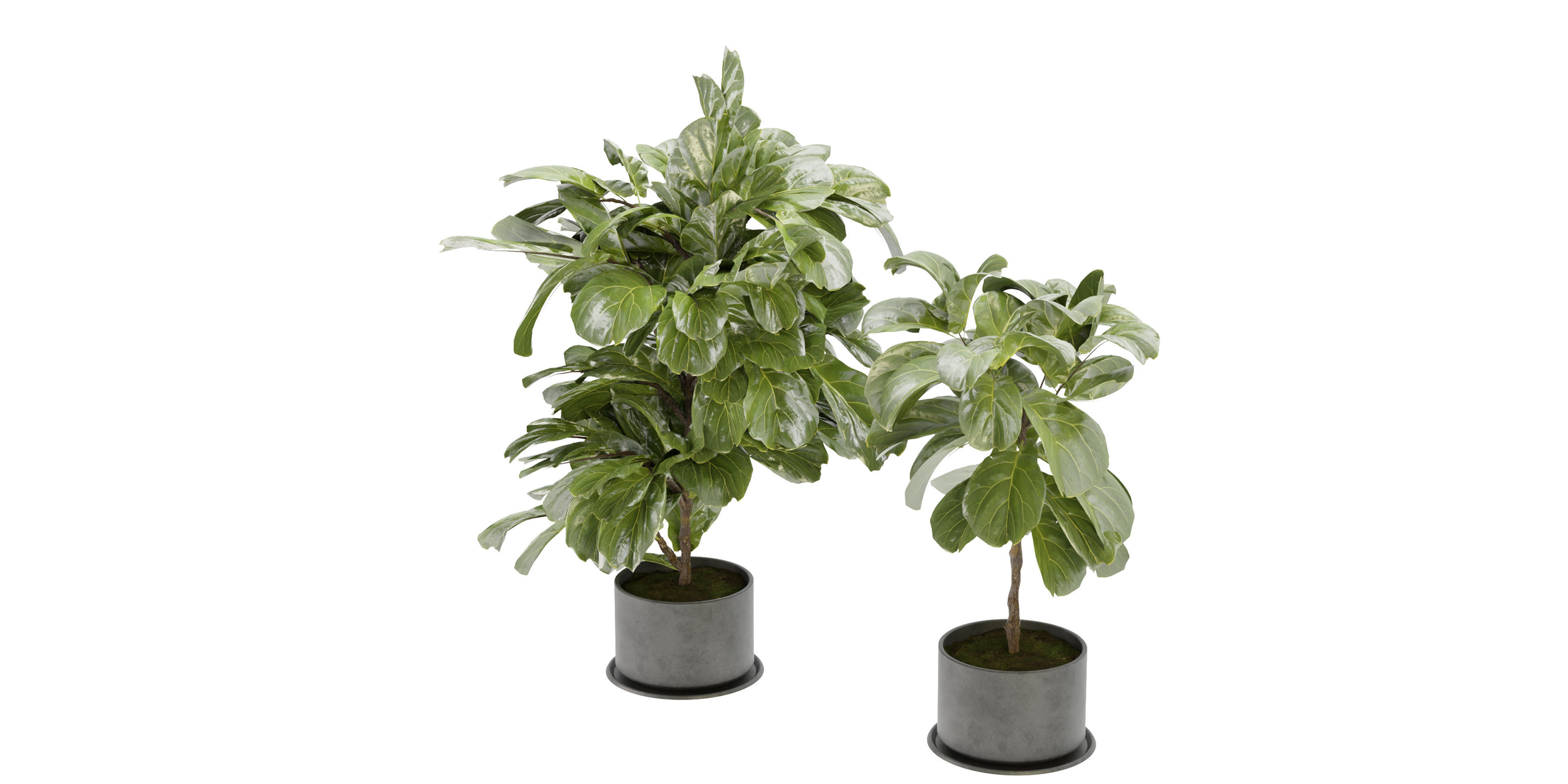 Collection plant vol 340  - blender model  3D model_4