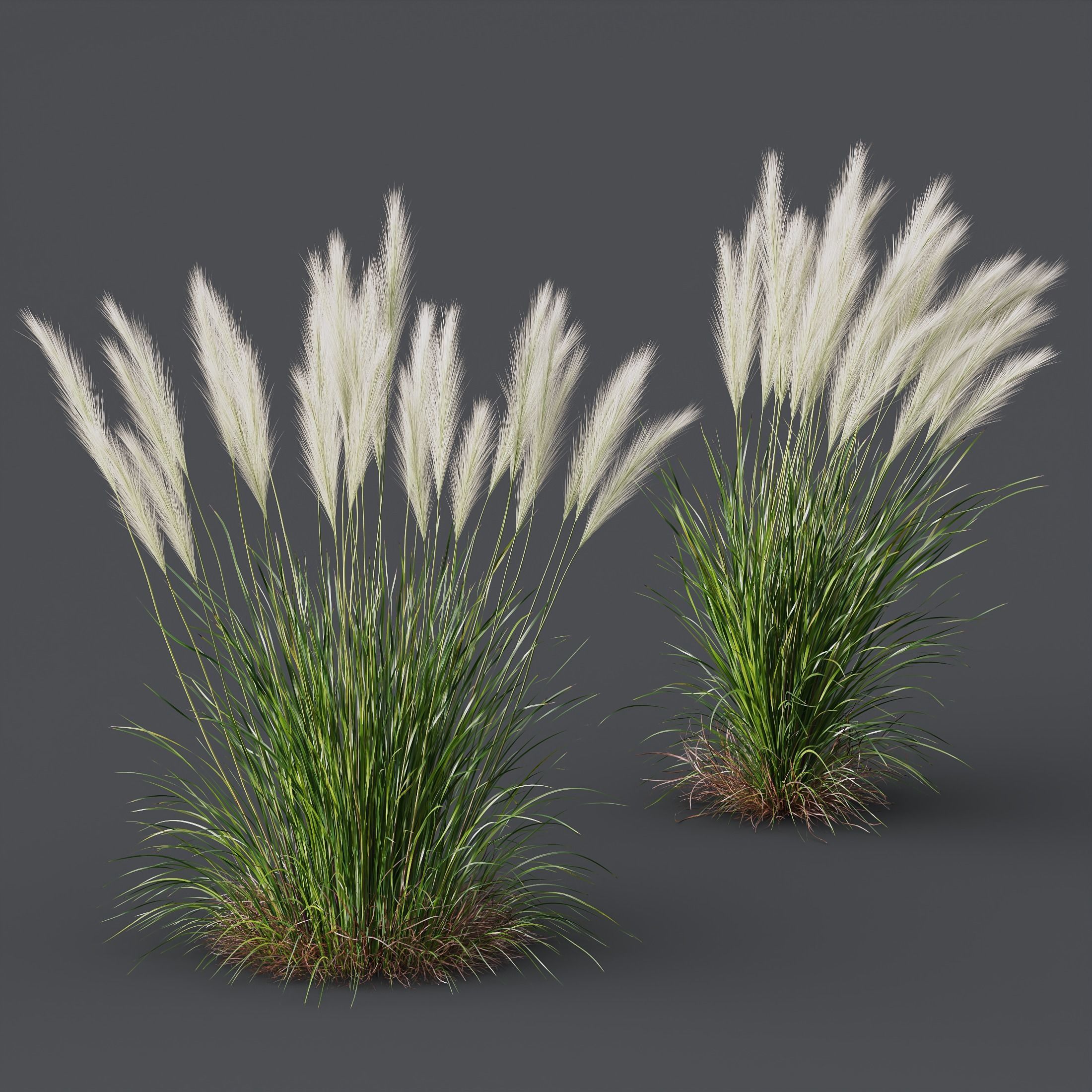 HQ Plants Nassella Tenuissima 3D model_3