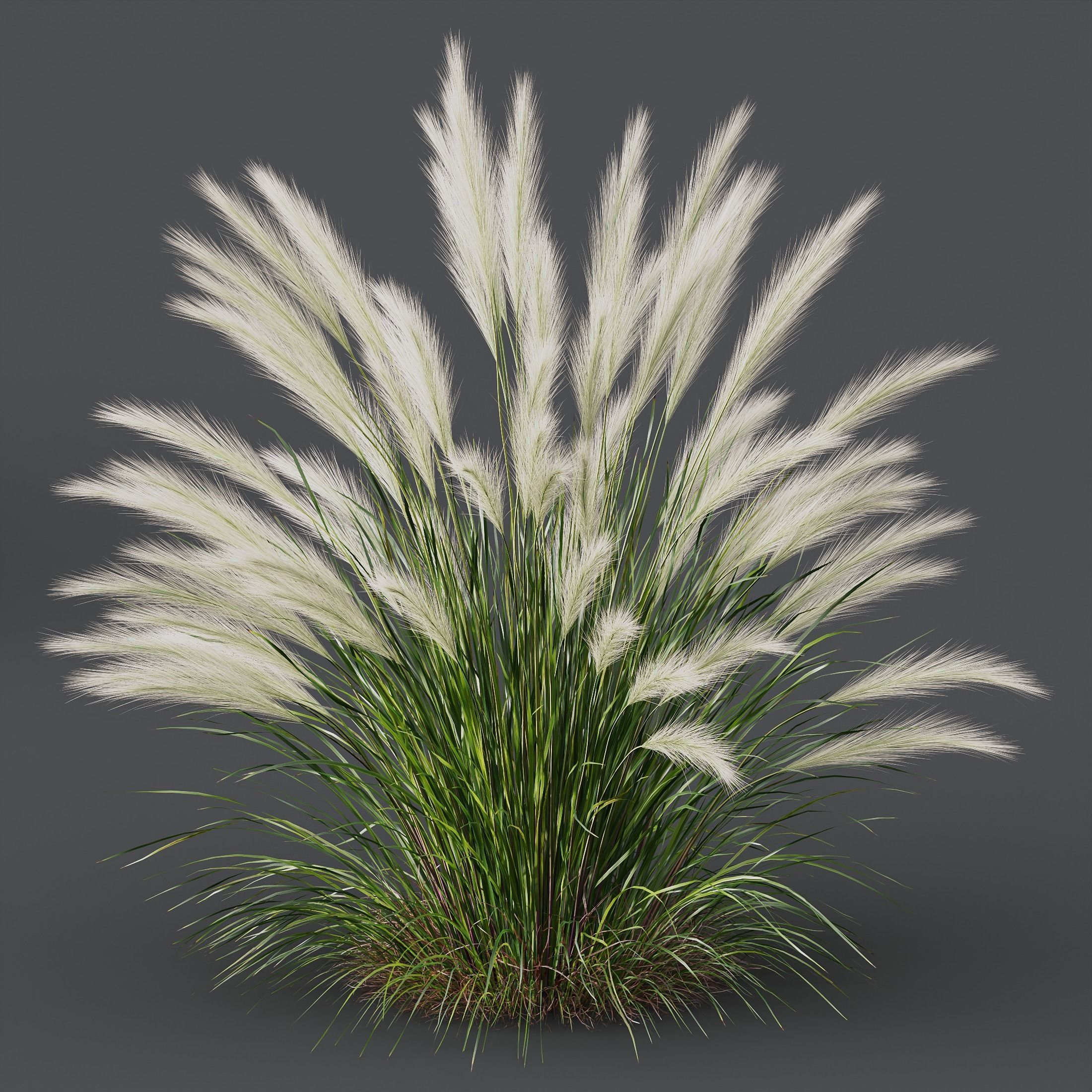 HQ Plants Nassella Tenuissima 3D model_2
