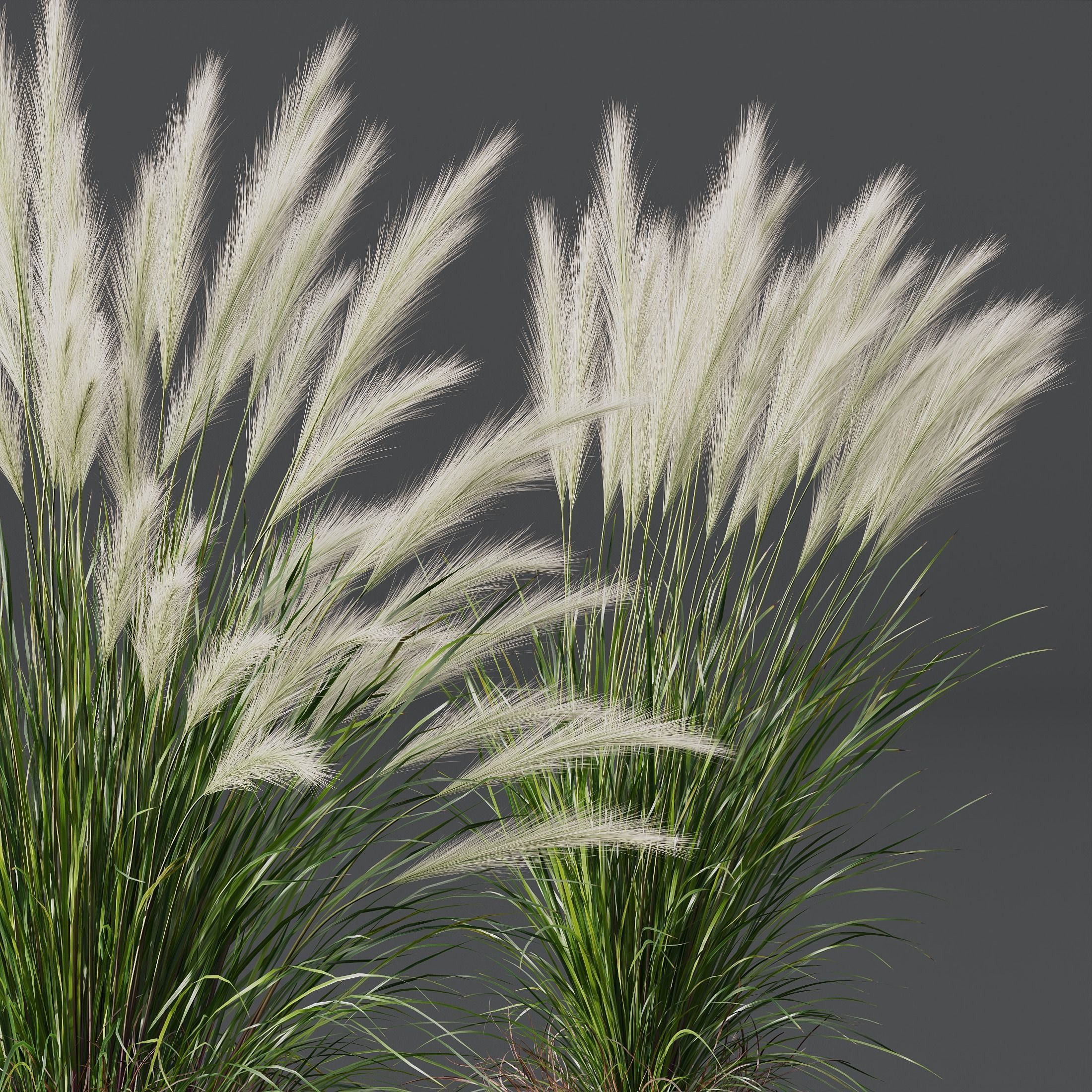 HQ Plants Nassella Tenuissima 3D model_1