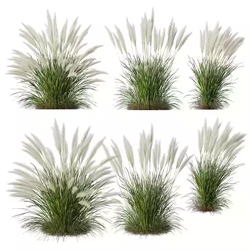 HQ Plants Nassella Tenuissima 3D model
