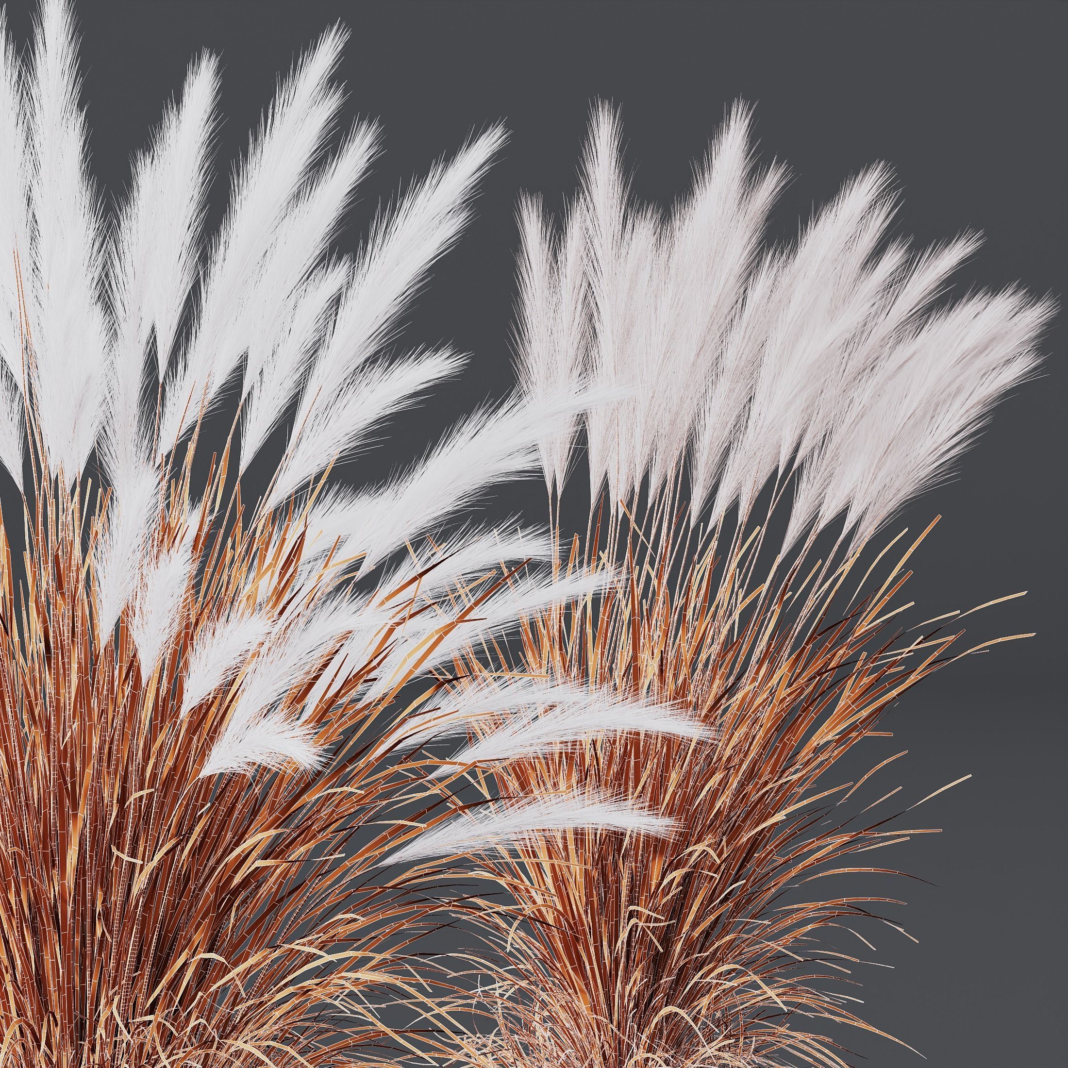 HQ Plants Nassella Tenuissima 3D model_4