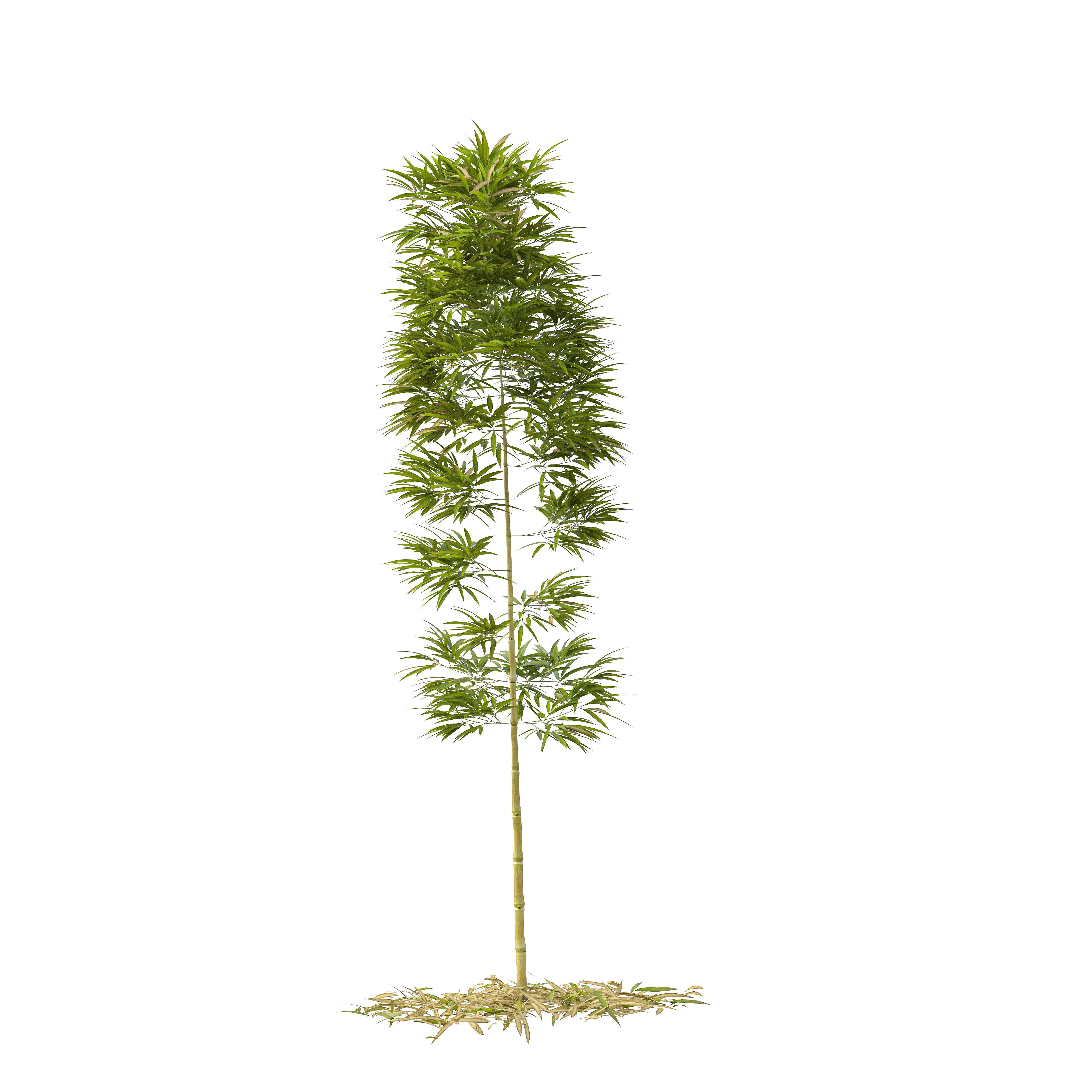 Bamboo Phyllostachys Aurea 3m 3D model_28