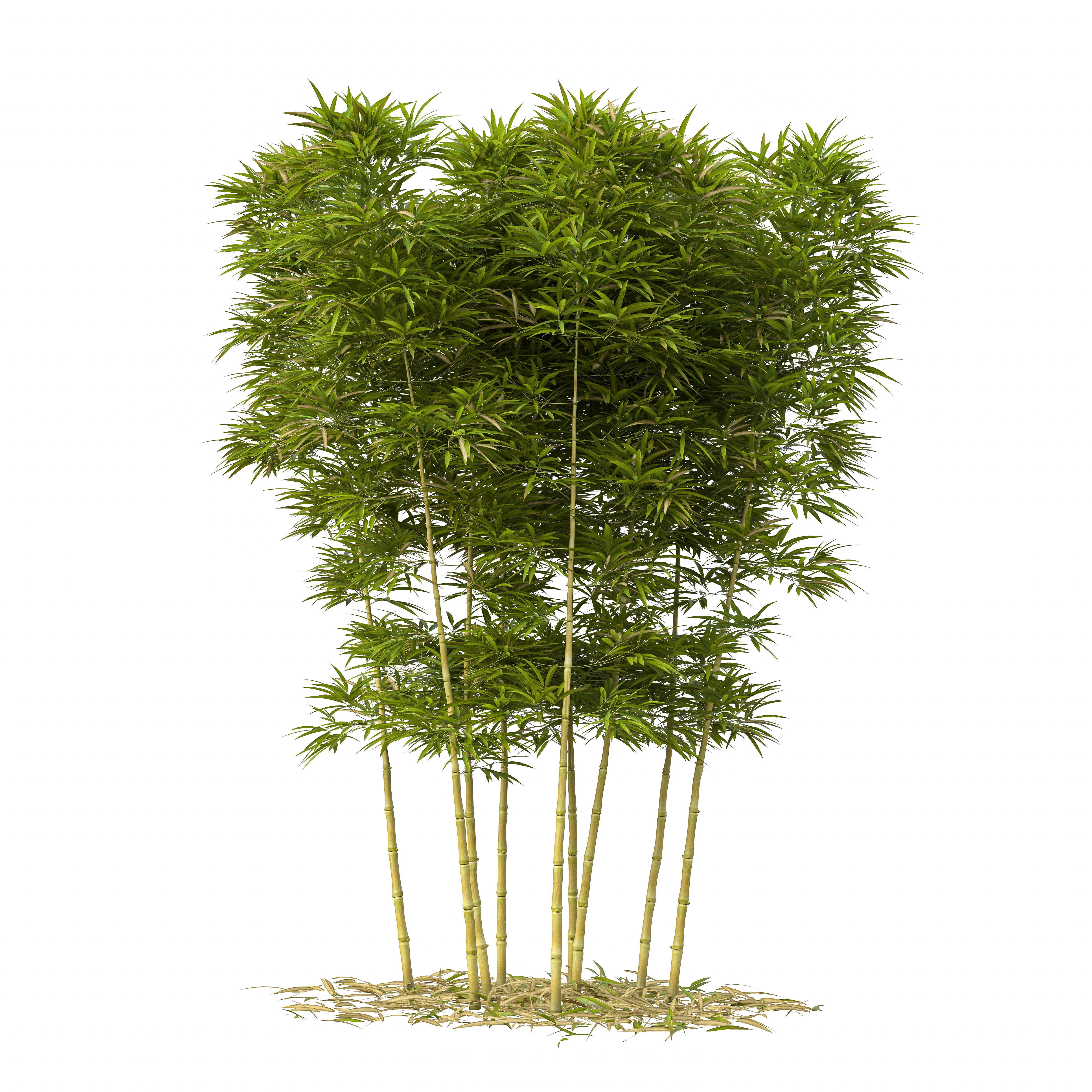Bamboo Phyllostachys Aurea 3m 3D model_21