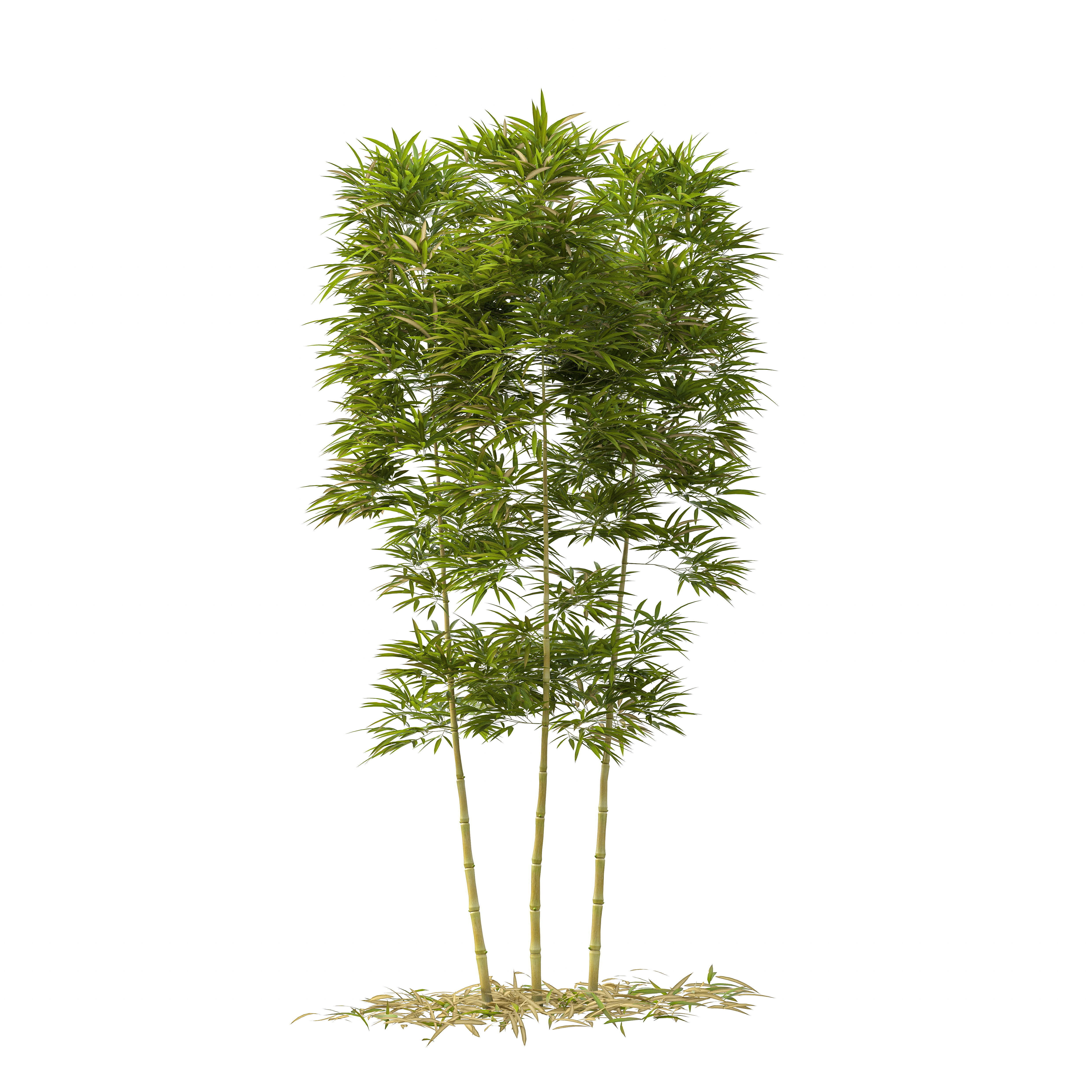 Bamboo Phyllostachys Aurea 3m 3D model_30