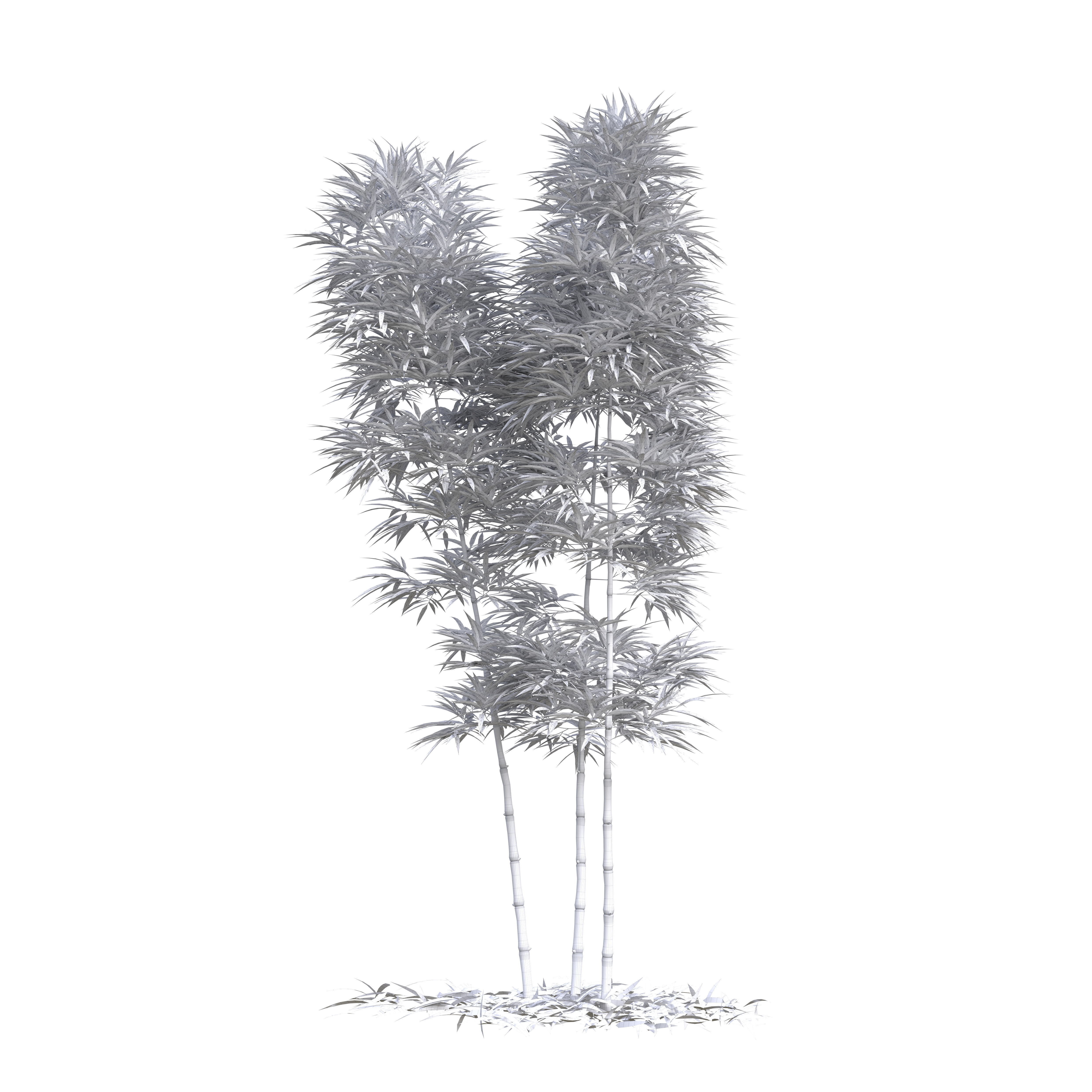 Bamboo Phyllostachys Aurea 3m 3D model_19