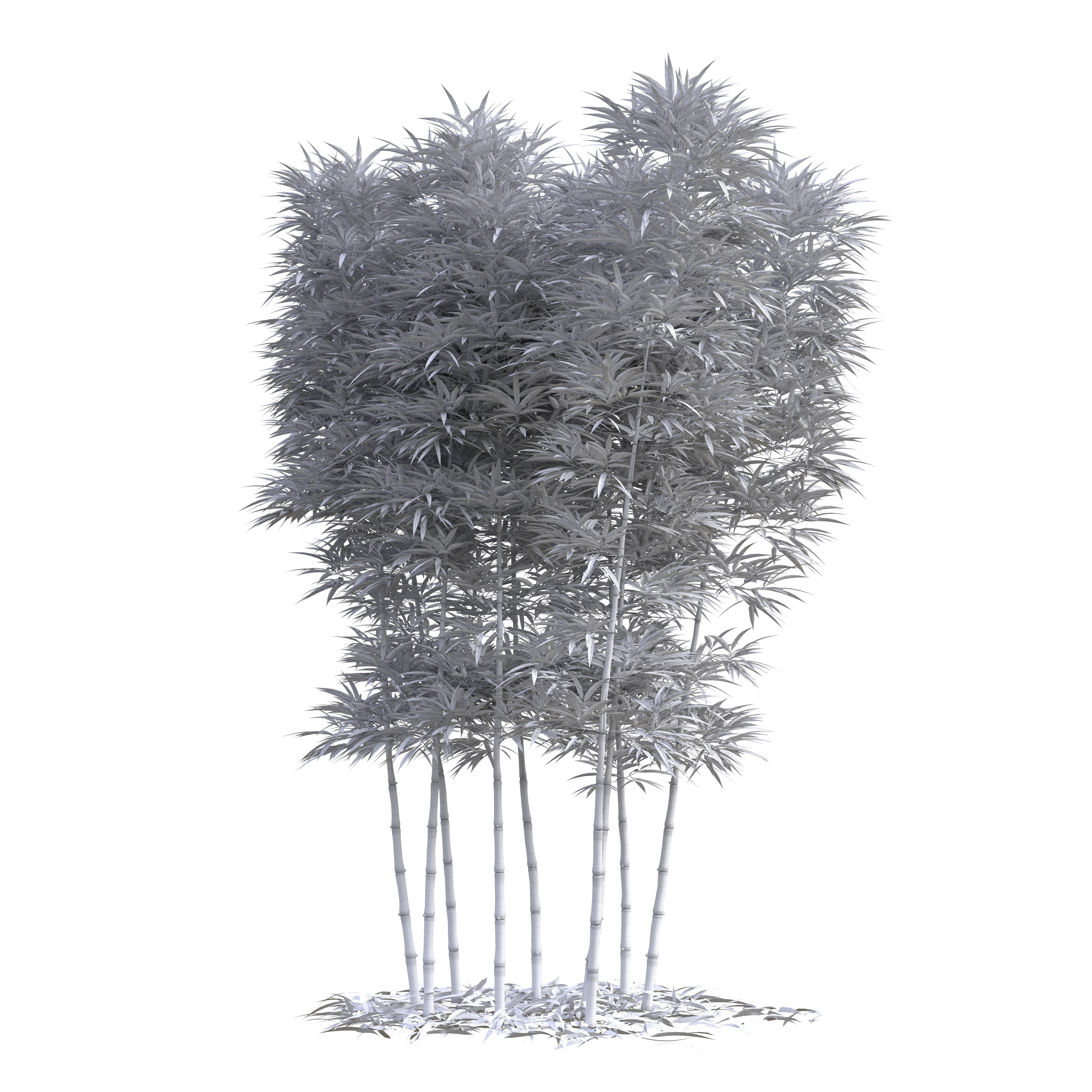 Bamboo Phyllostachys Aurea 3m 3D model_14