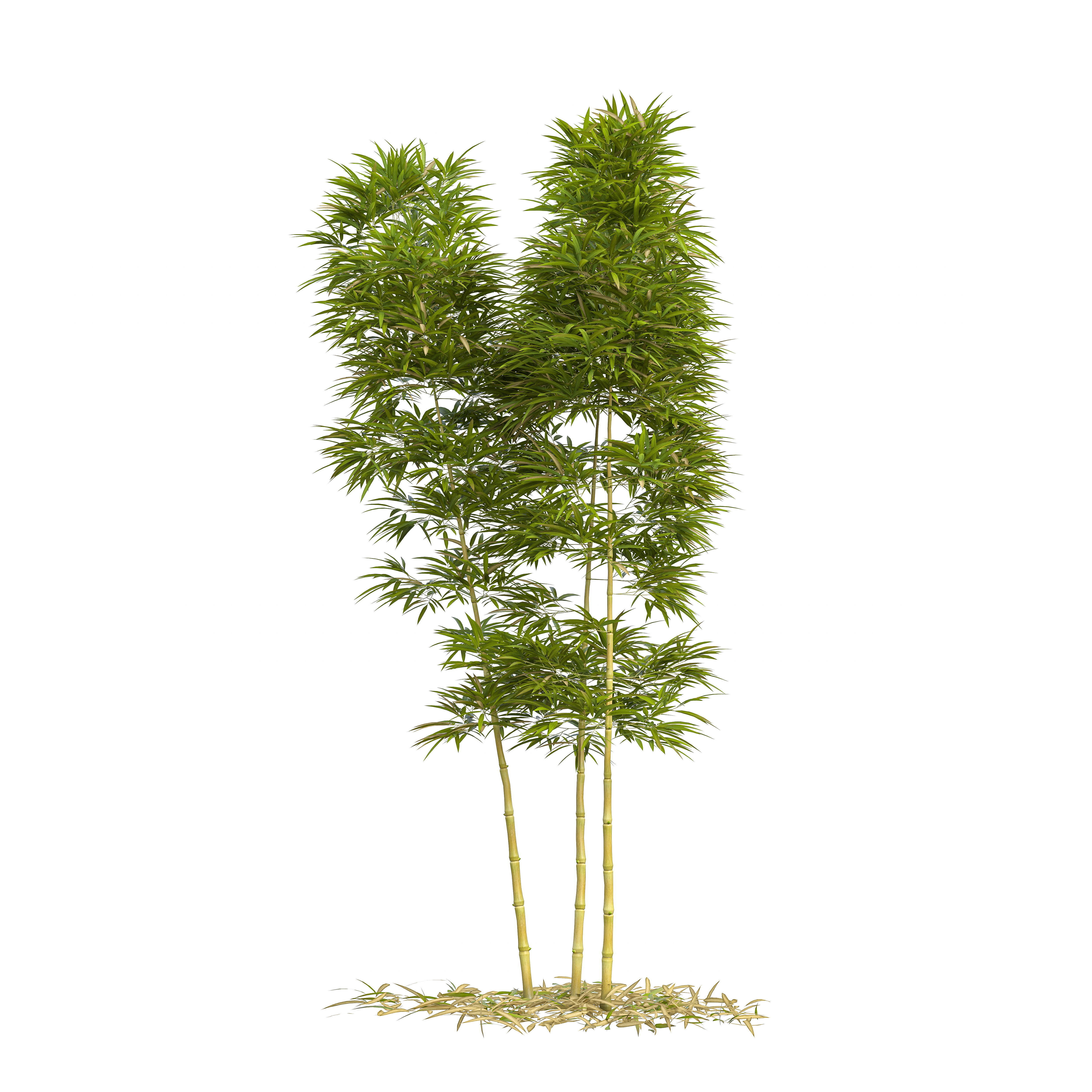 Bamboo Phyllostachys Aurea 3m 3D model_18