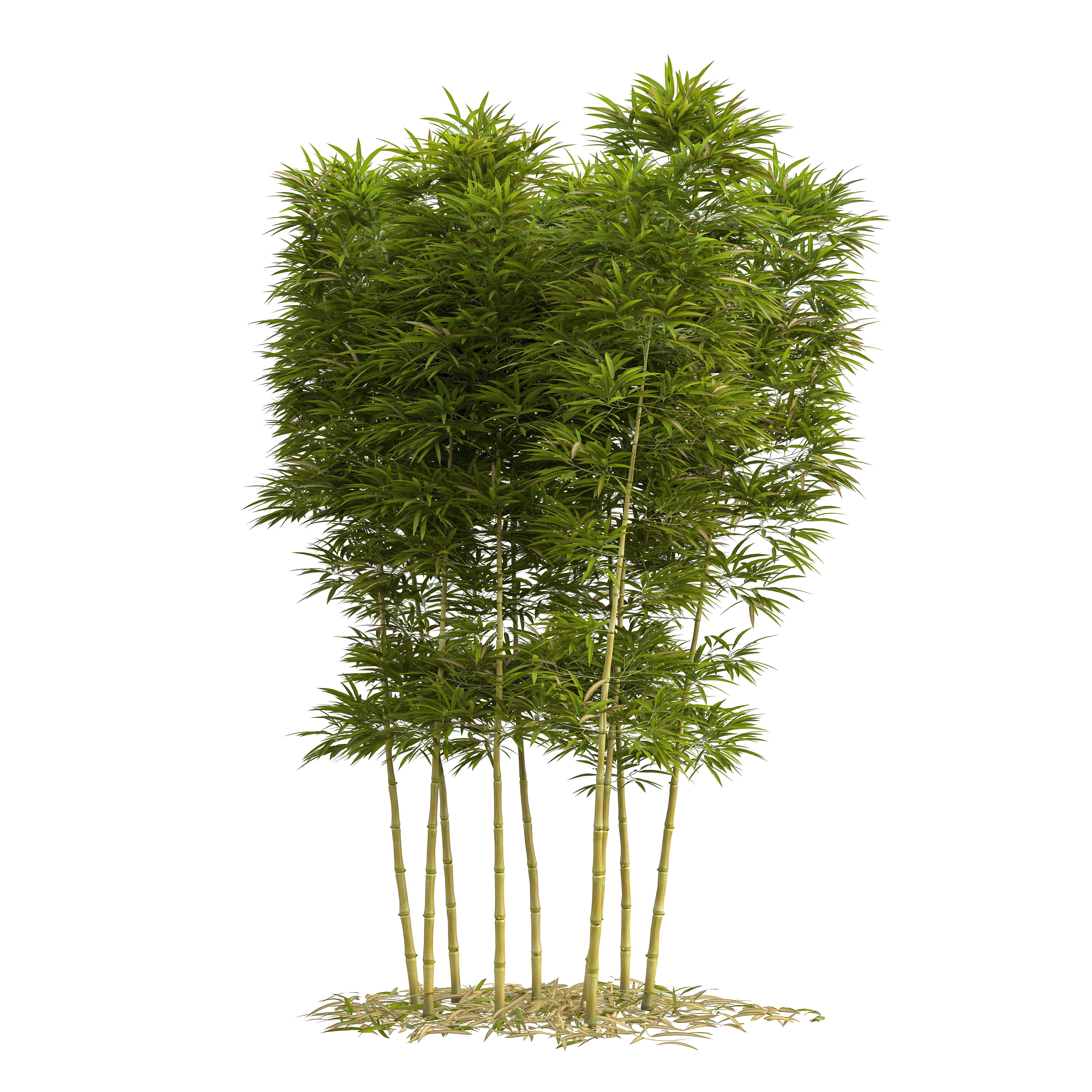 Bamboo Phyllostachys Aurea 3m 3D model_9