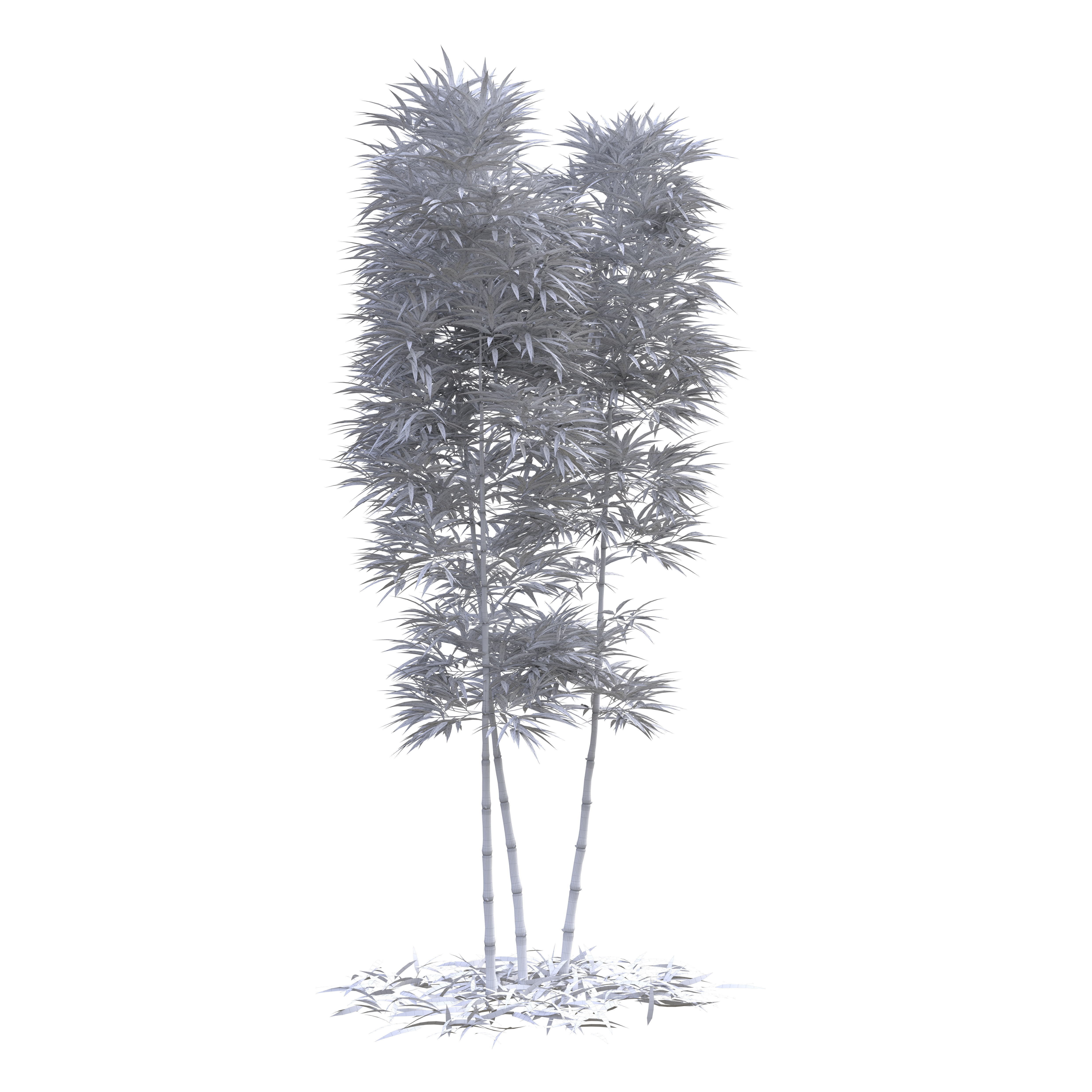 Bamboo Phyllostachys Aurea 3m 3D model_7