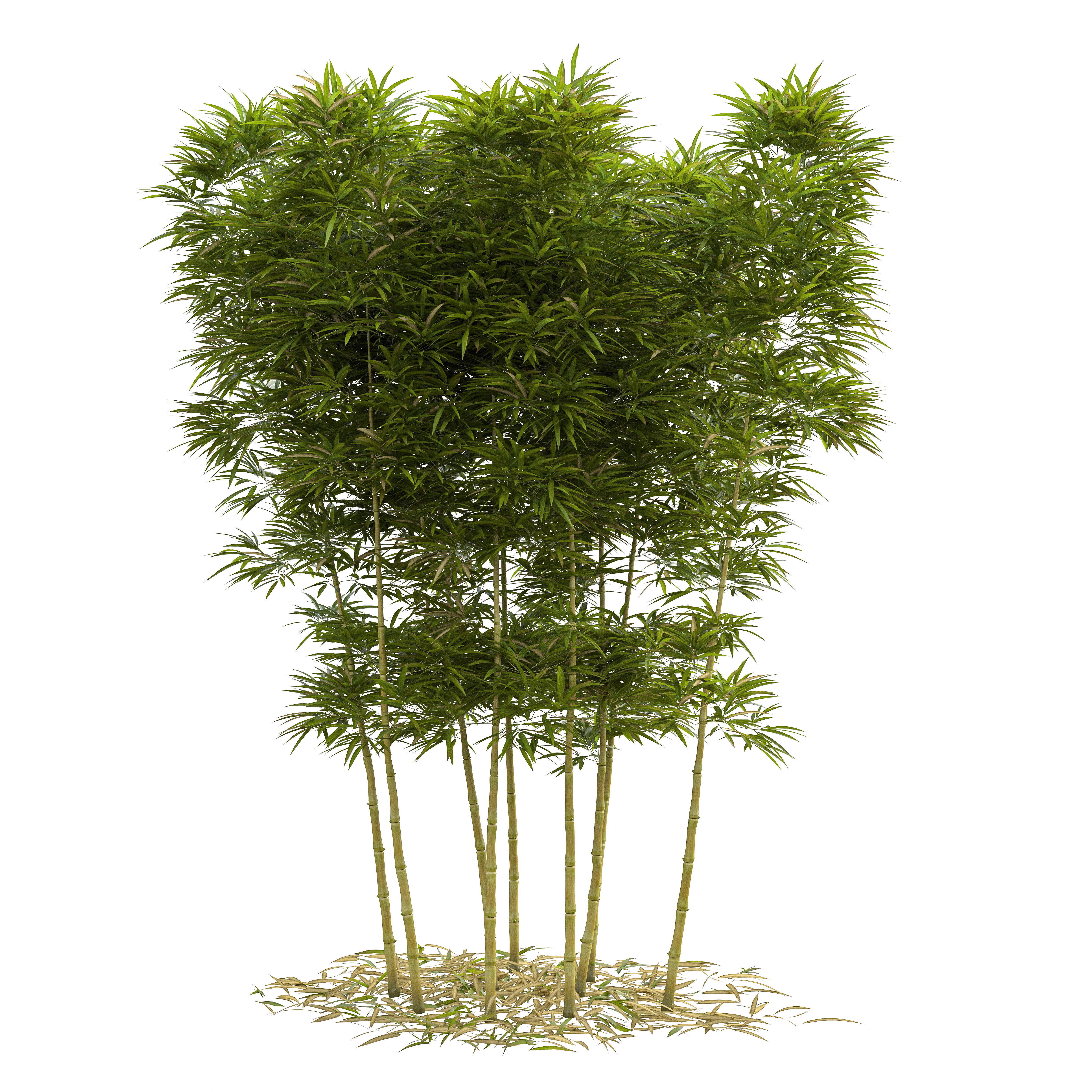 Bamboo Phyllostachys Aurea 3m 3D model_3