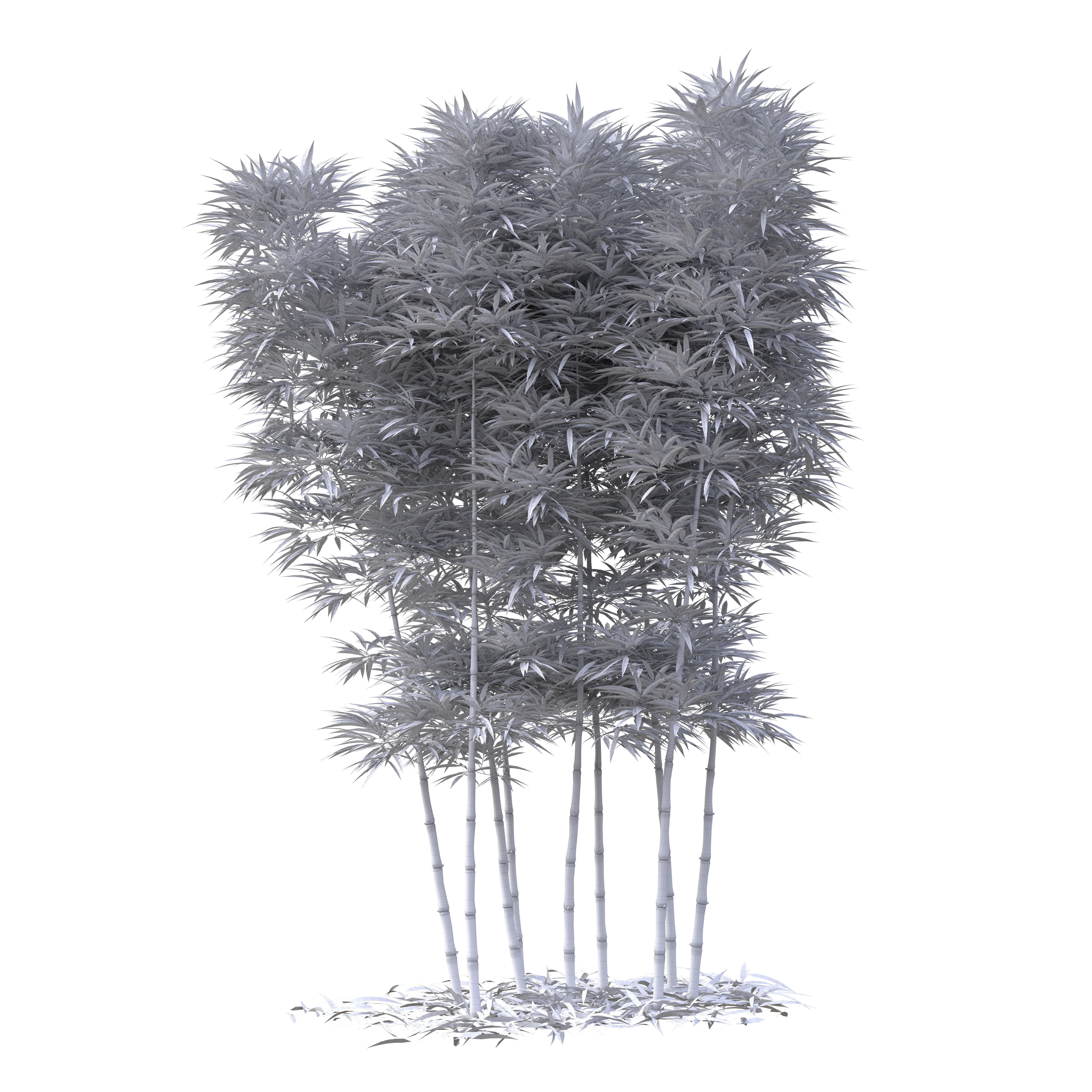 Bamboo Phyllostachys Aurea 3m 3D model_32