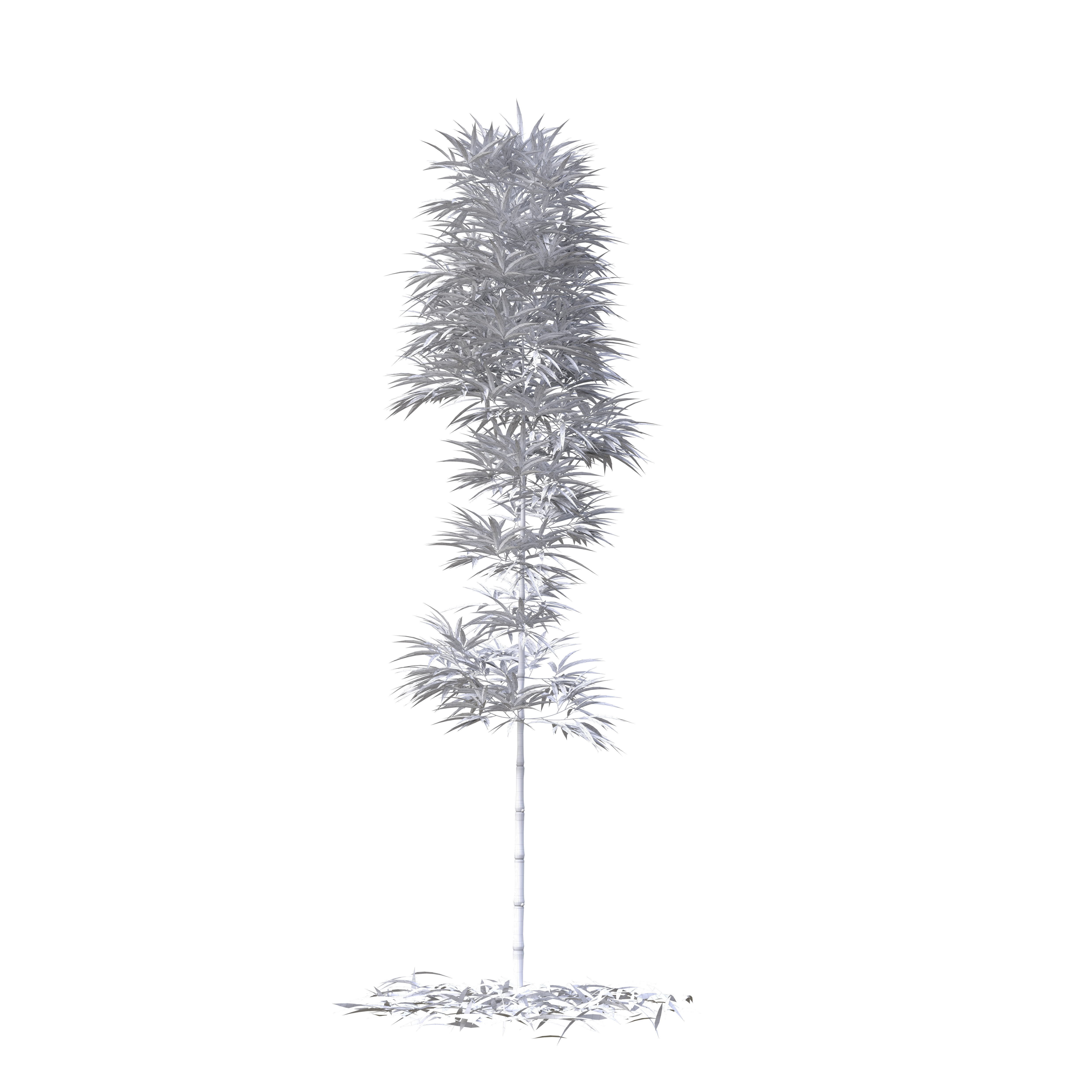 Bamboo Phyllostachys Aurea 3m 3D model_23