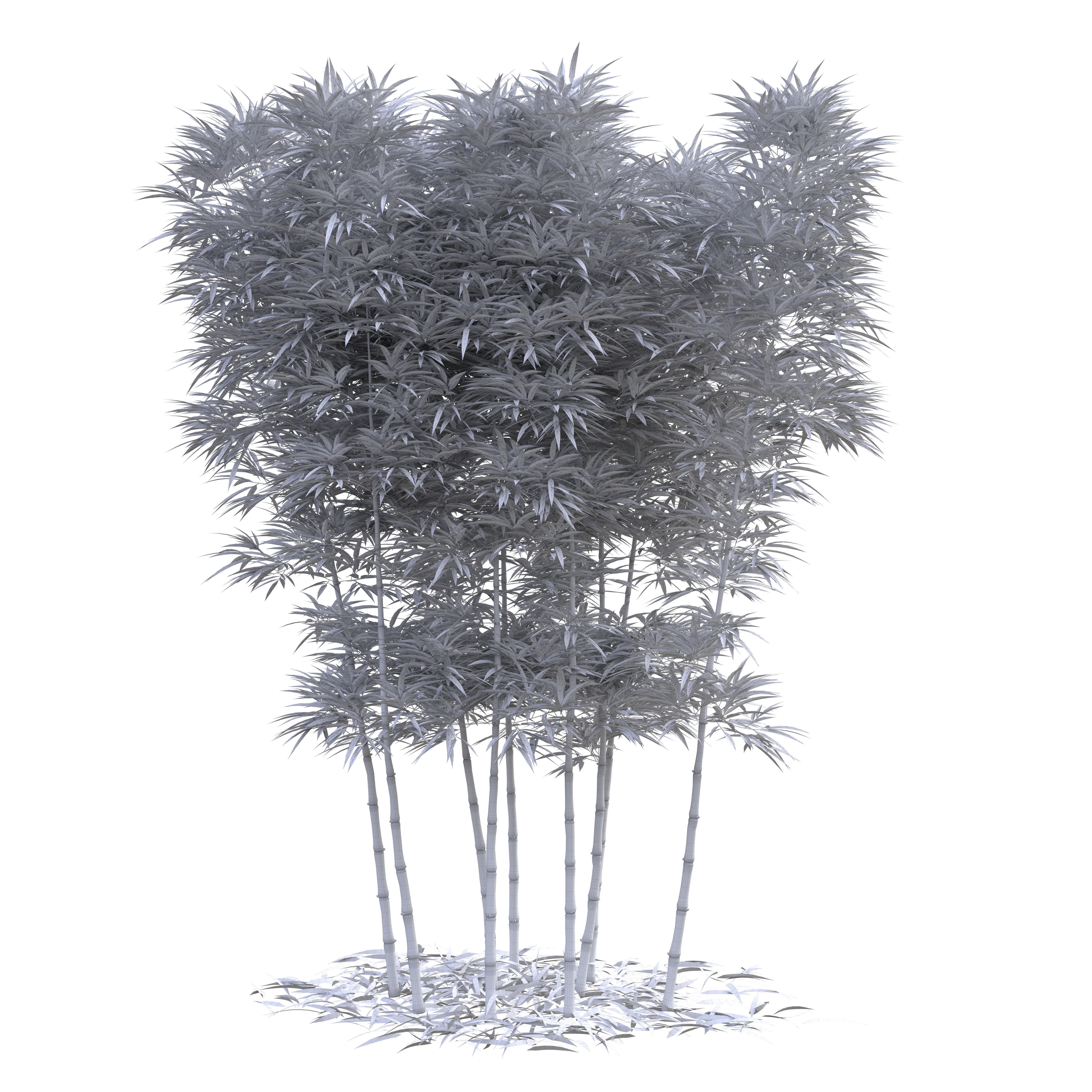 Bamboo Phyllostachys Aurea 3m 3D model_8