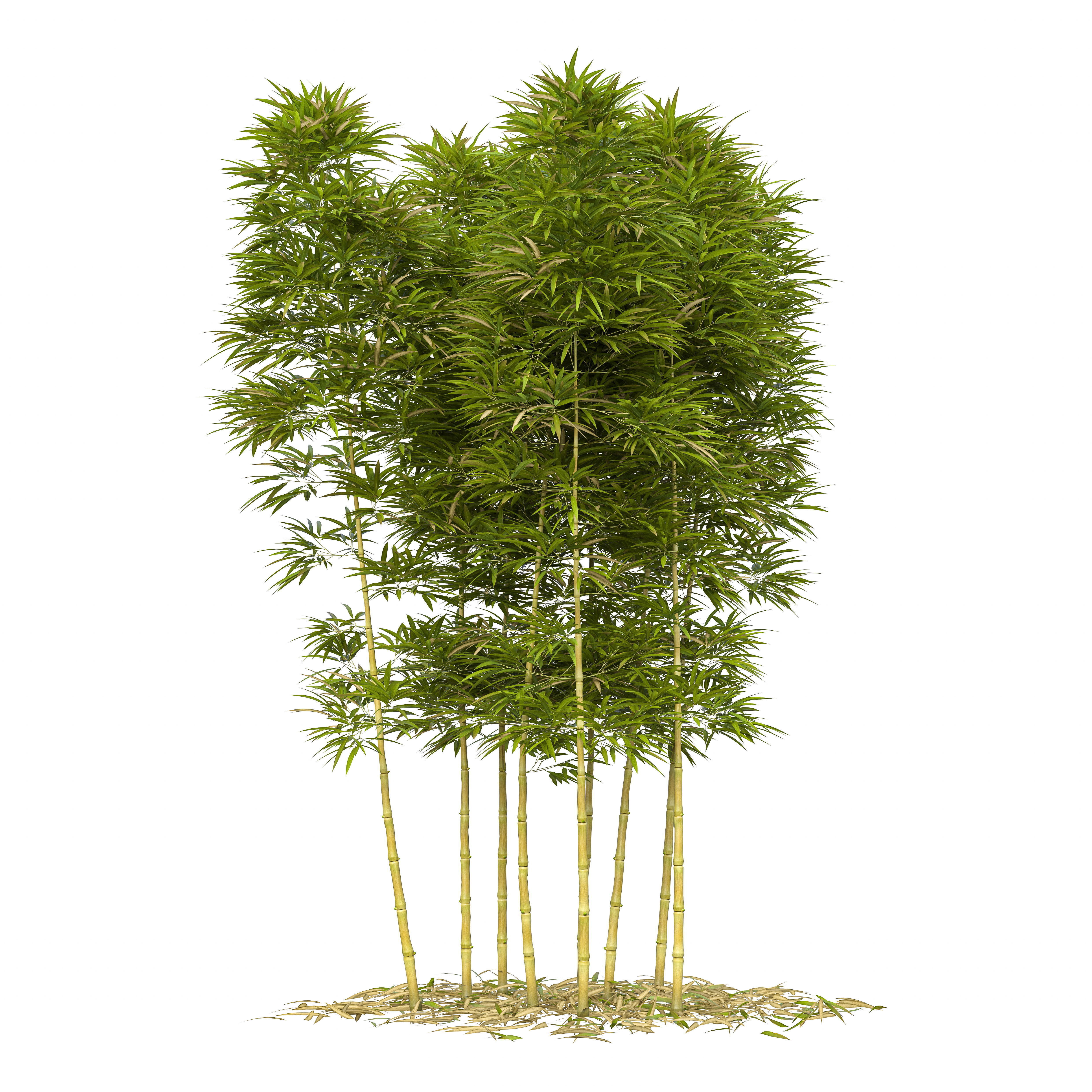 Bamboo Phyllostachys Aurea 3m 3D model_39