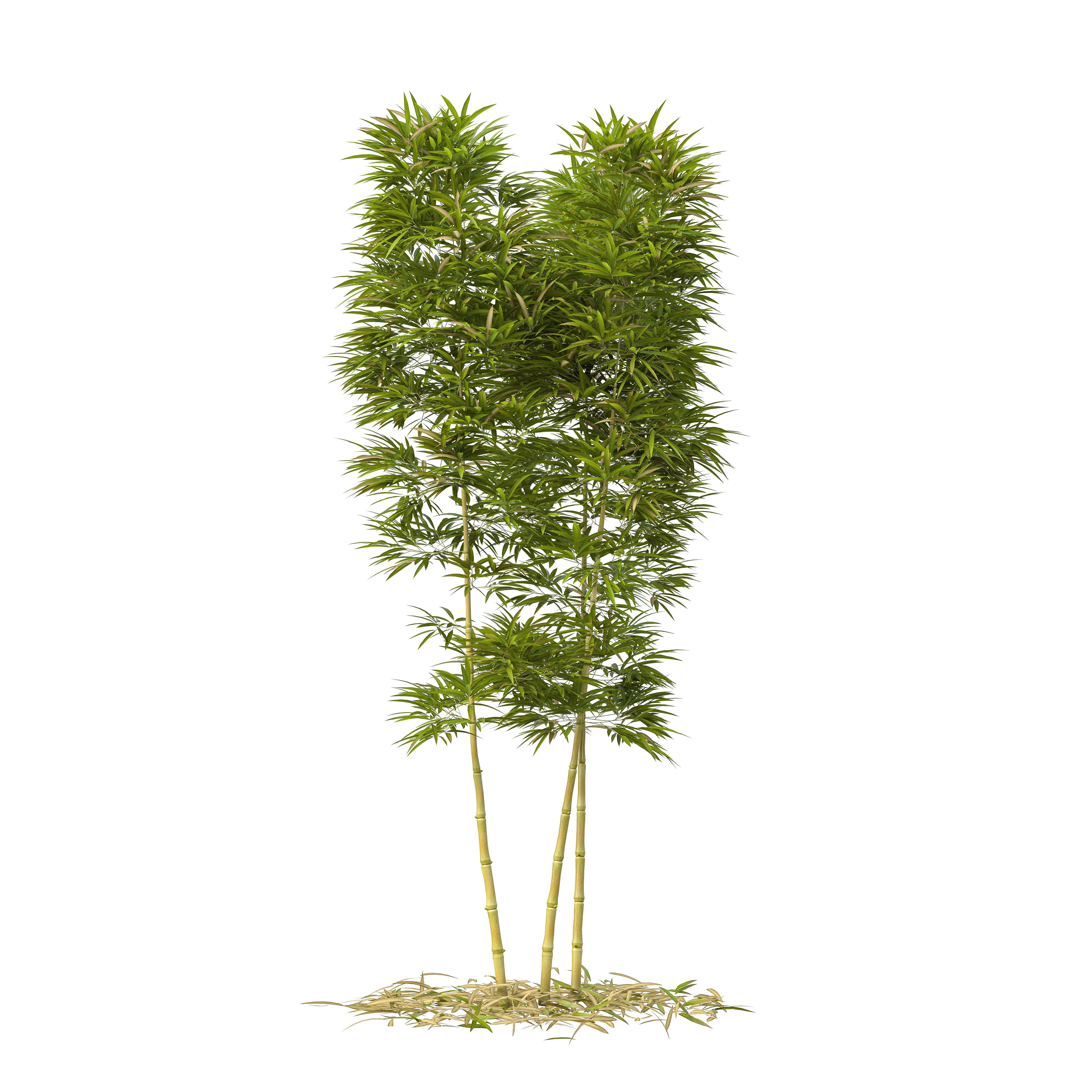 Bamboo Phyllostachys Aurea 3m 3D model_24