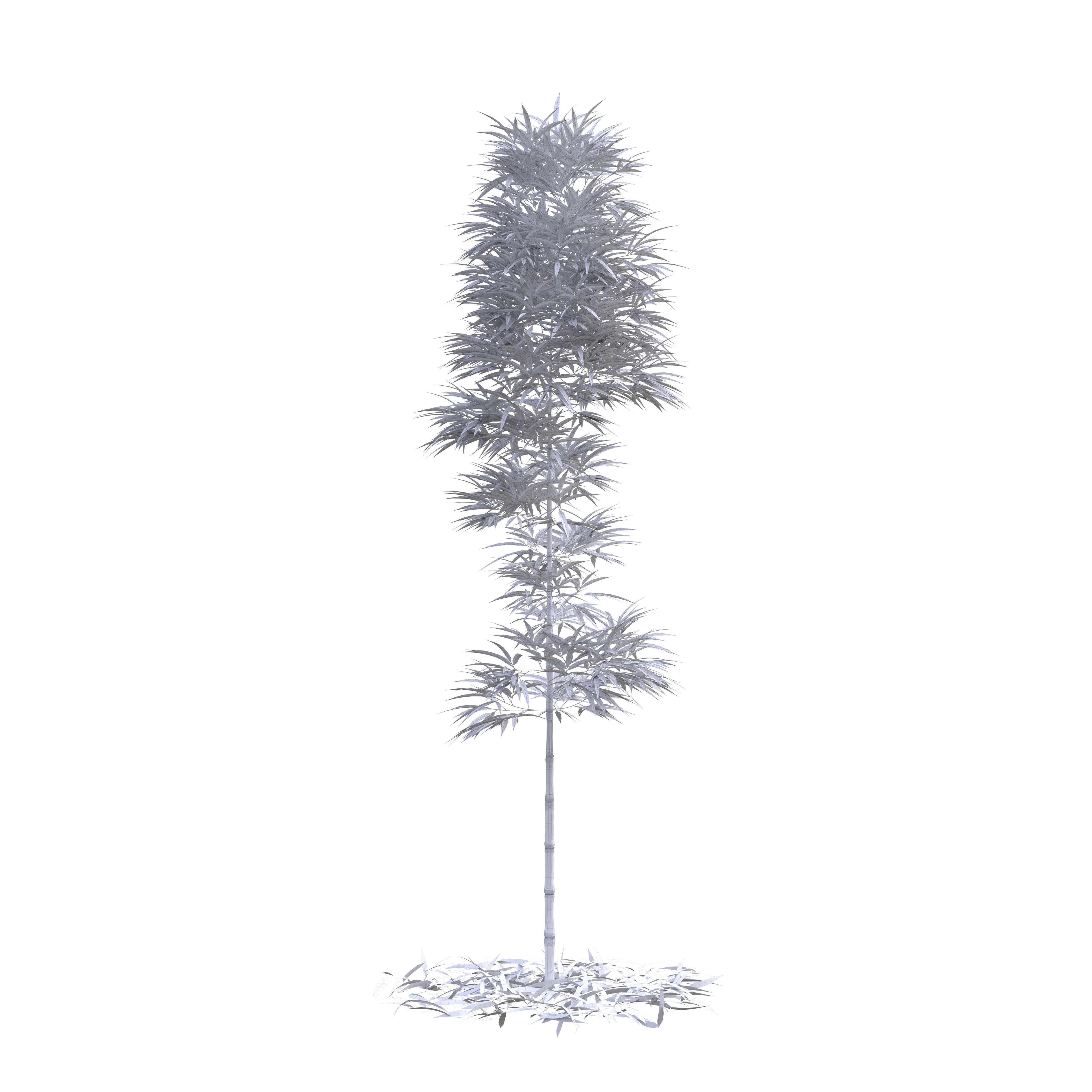 Bamboo Phyllostachys Aurea 3m 3D model_5