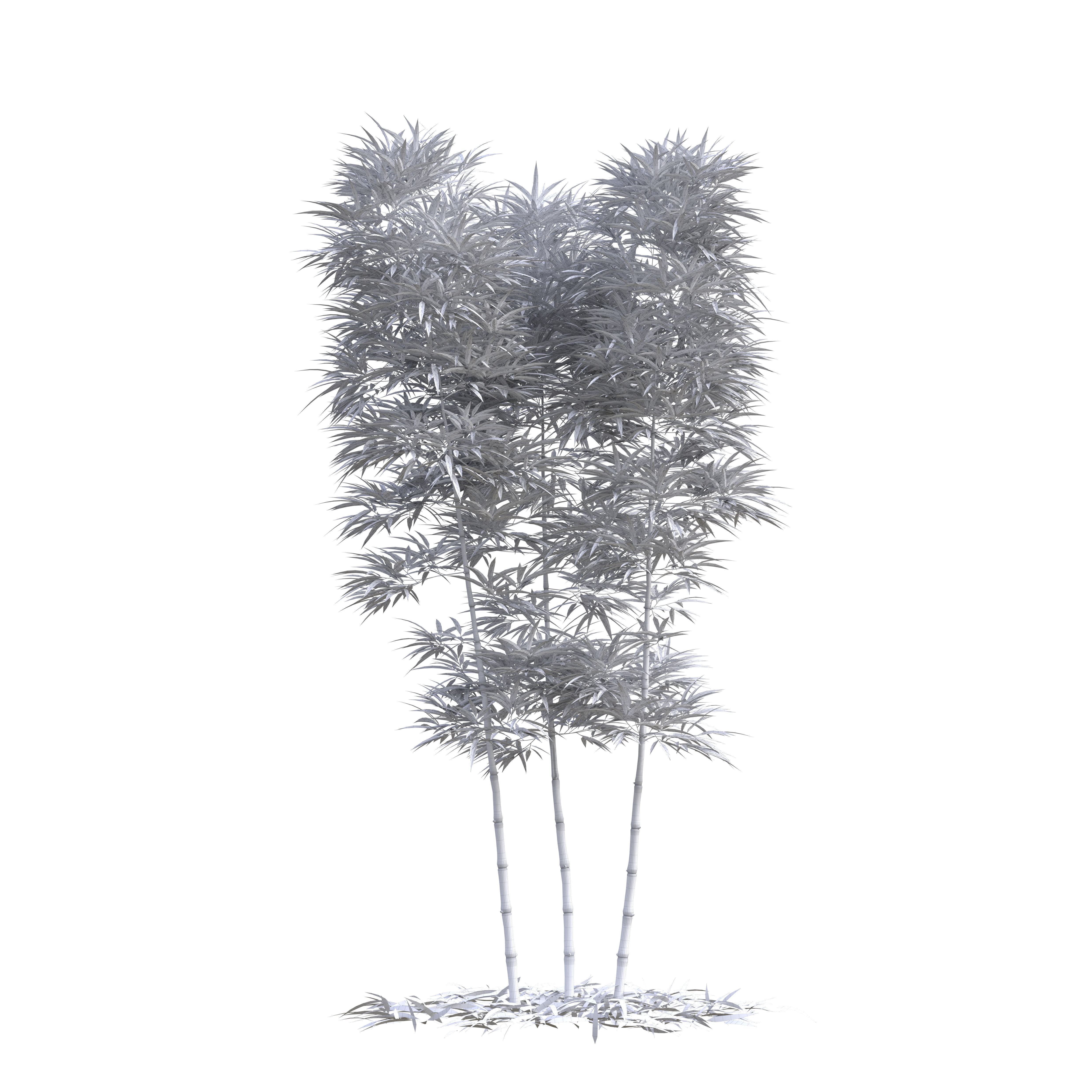 Bamboo Phyllostachys Aurea 3m 3D model_13
