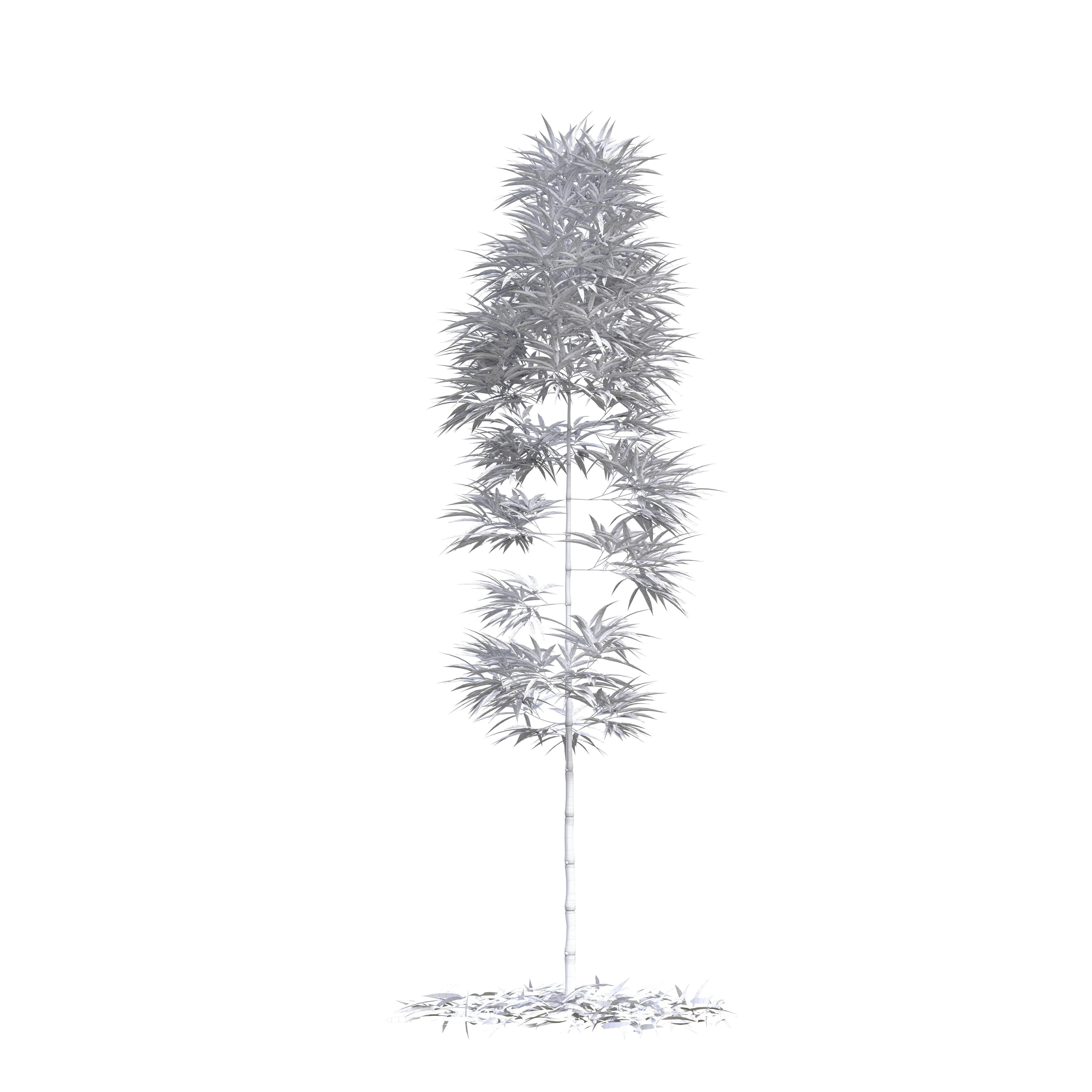 Bamboo Phyllostachys Aurea 3m 3D model_17