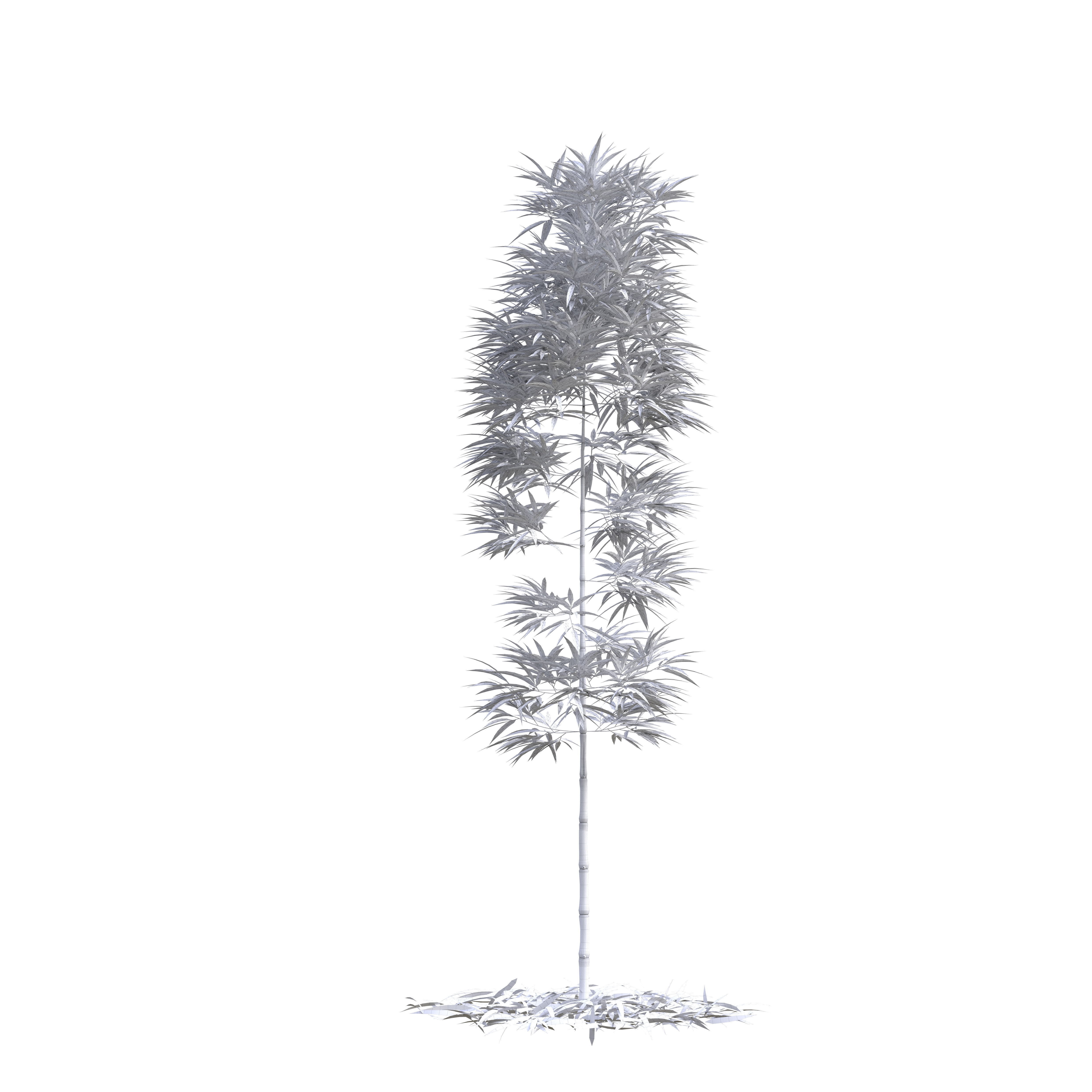 Bamboo Phyllostachys Aurea 3m 3D model_11