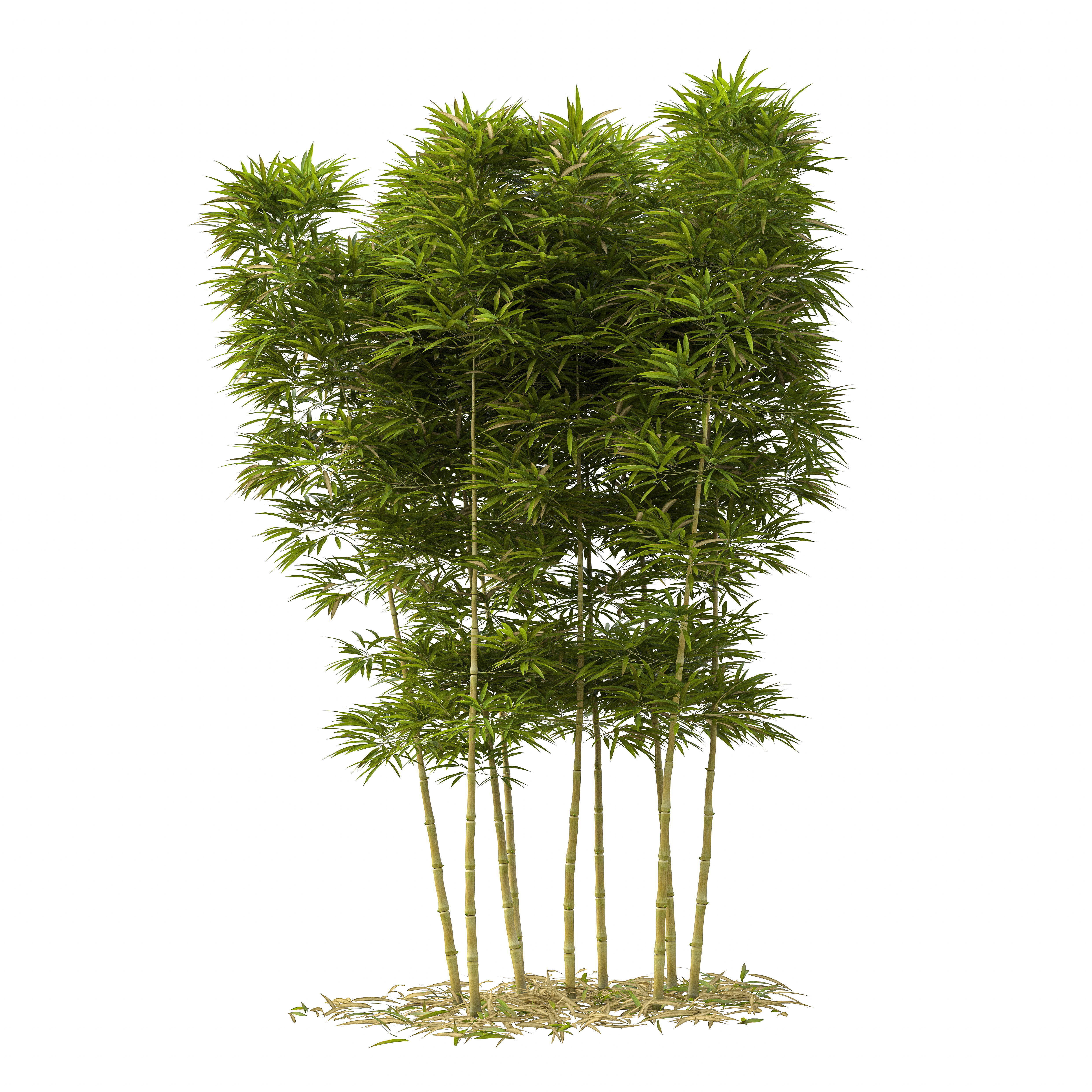 Bamboo Phyllostachys Aurea 3m 3D model_27