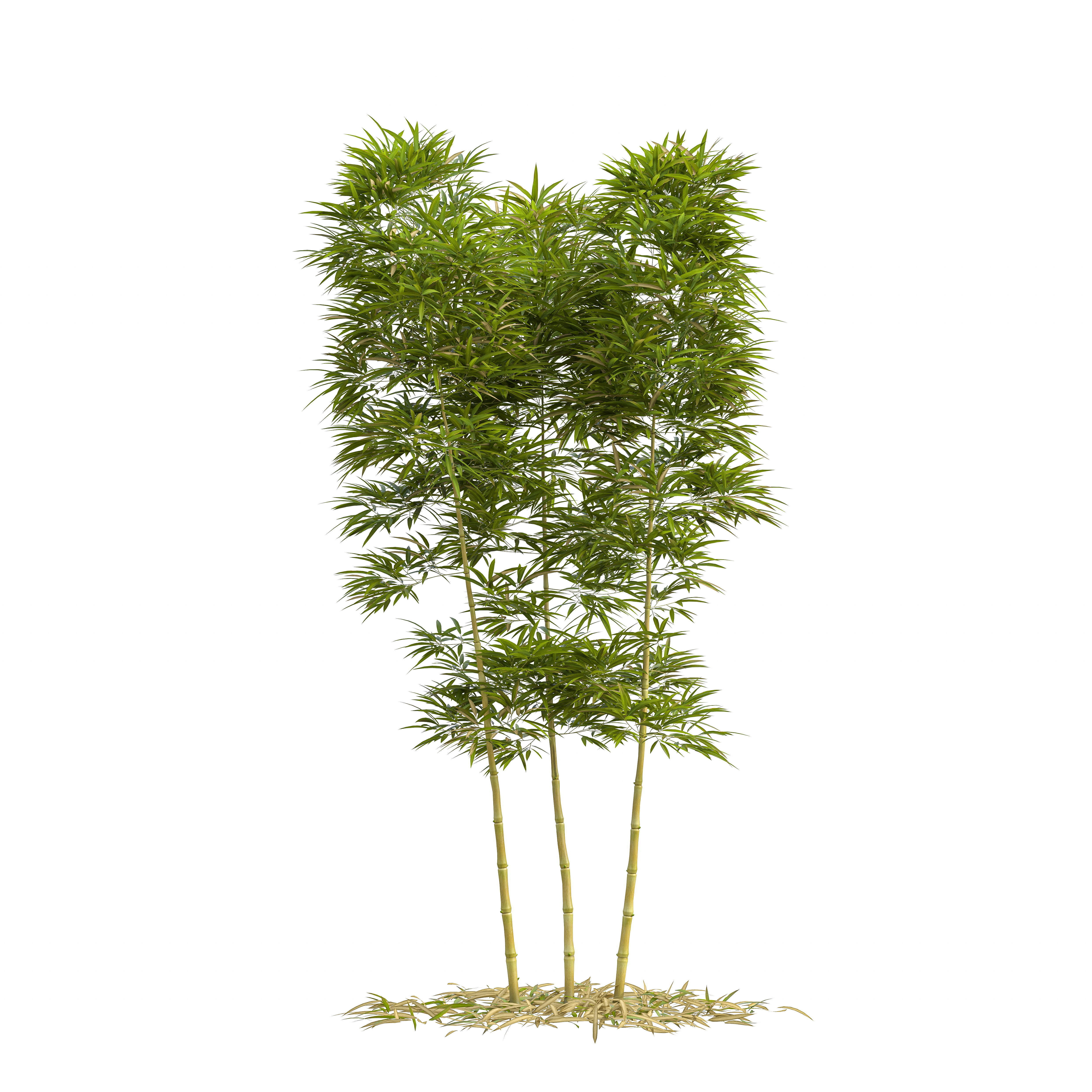 Bamboo Phyllostachys Aurea 3m 3D model_12